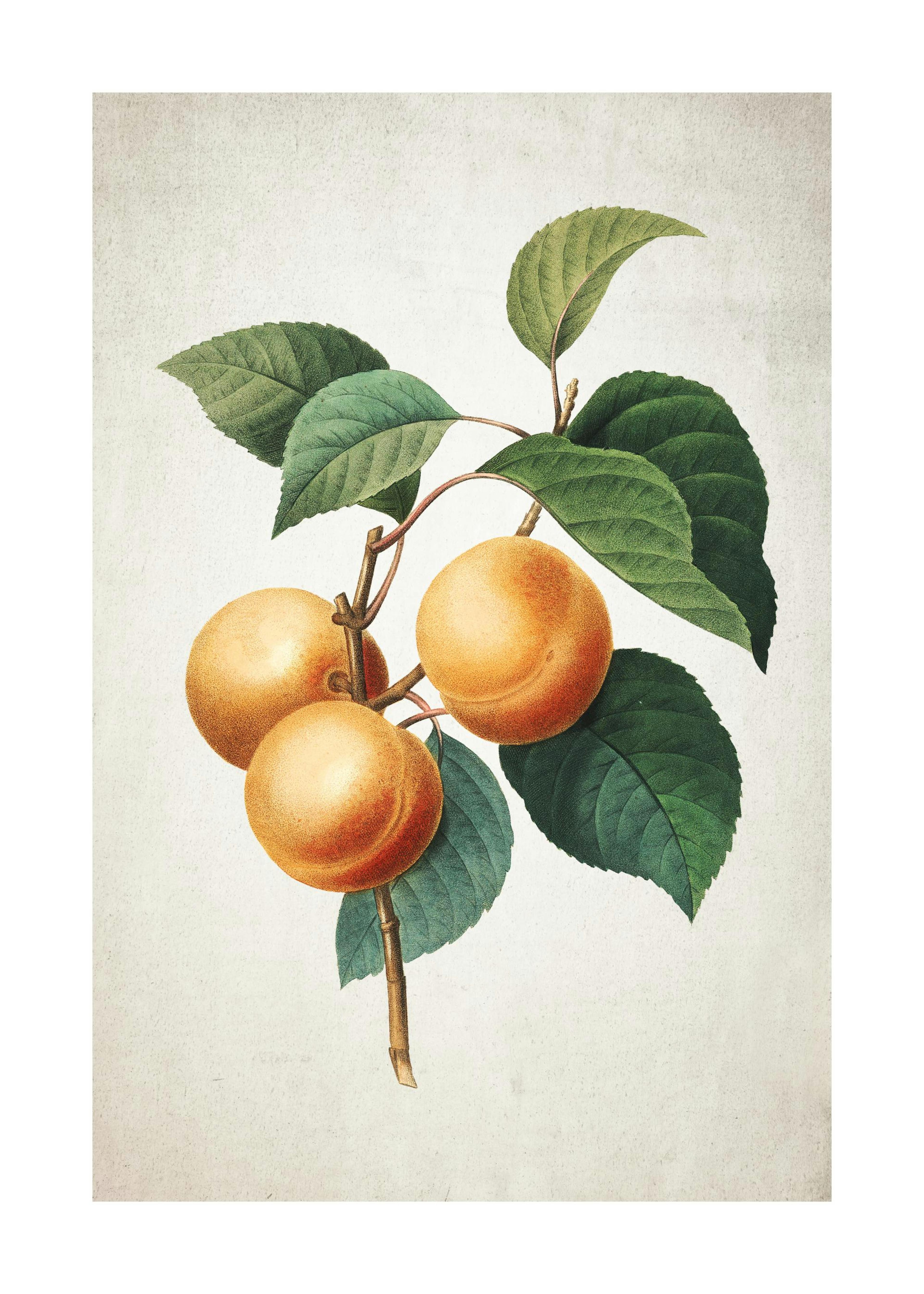Apricot Poster 0