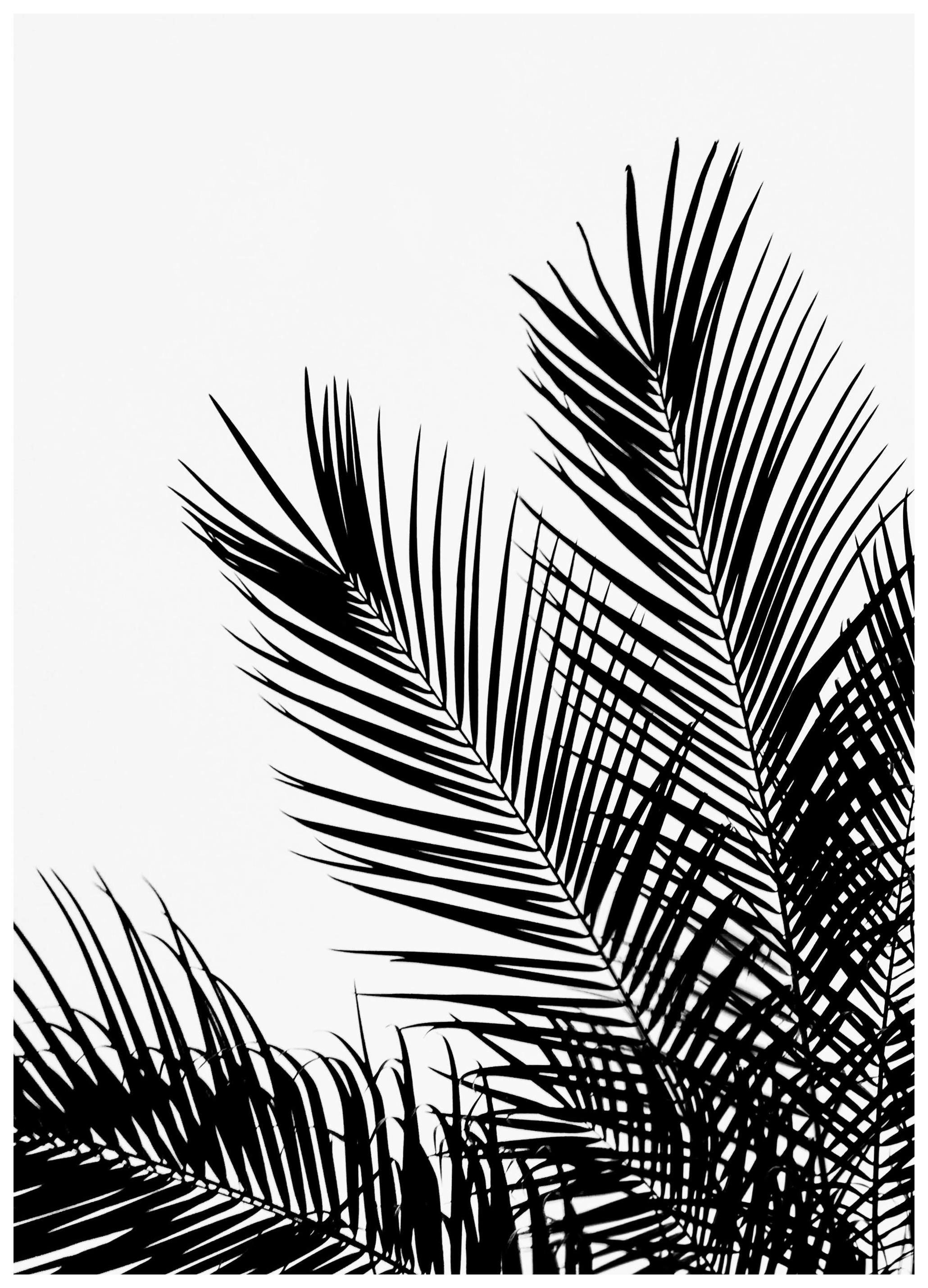 Black Palm Tree One Print (30x40 cm)