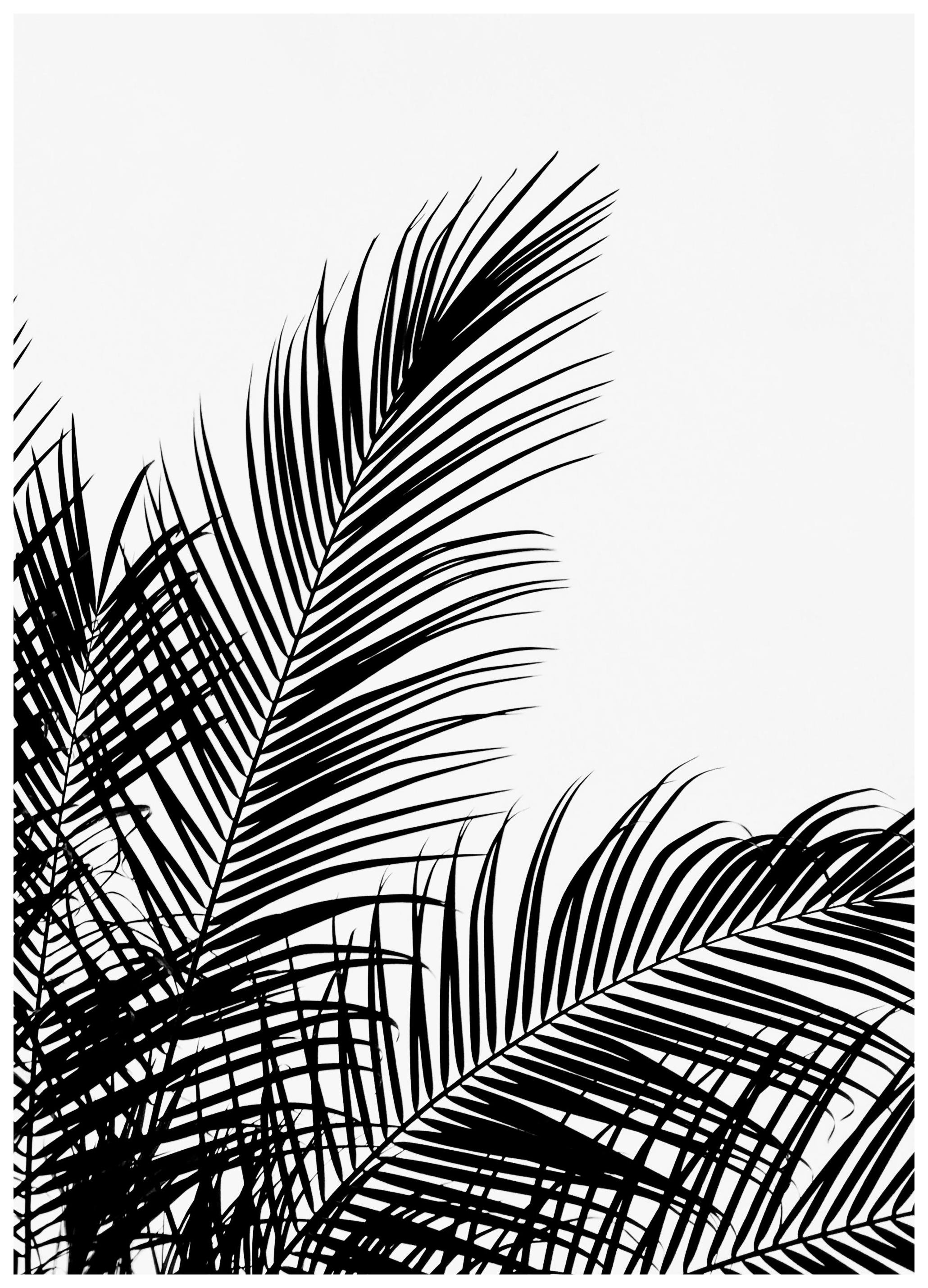 Black Palm Tree Two Plakat (50x70 cm) - Plakater > Svarthvitt plakater