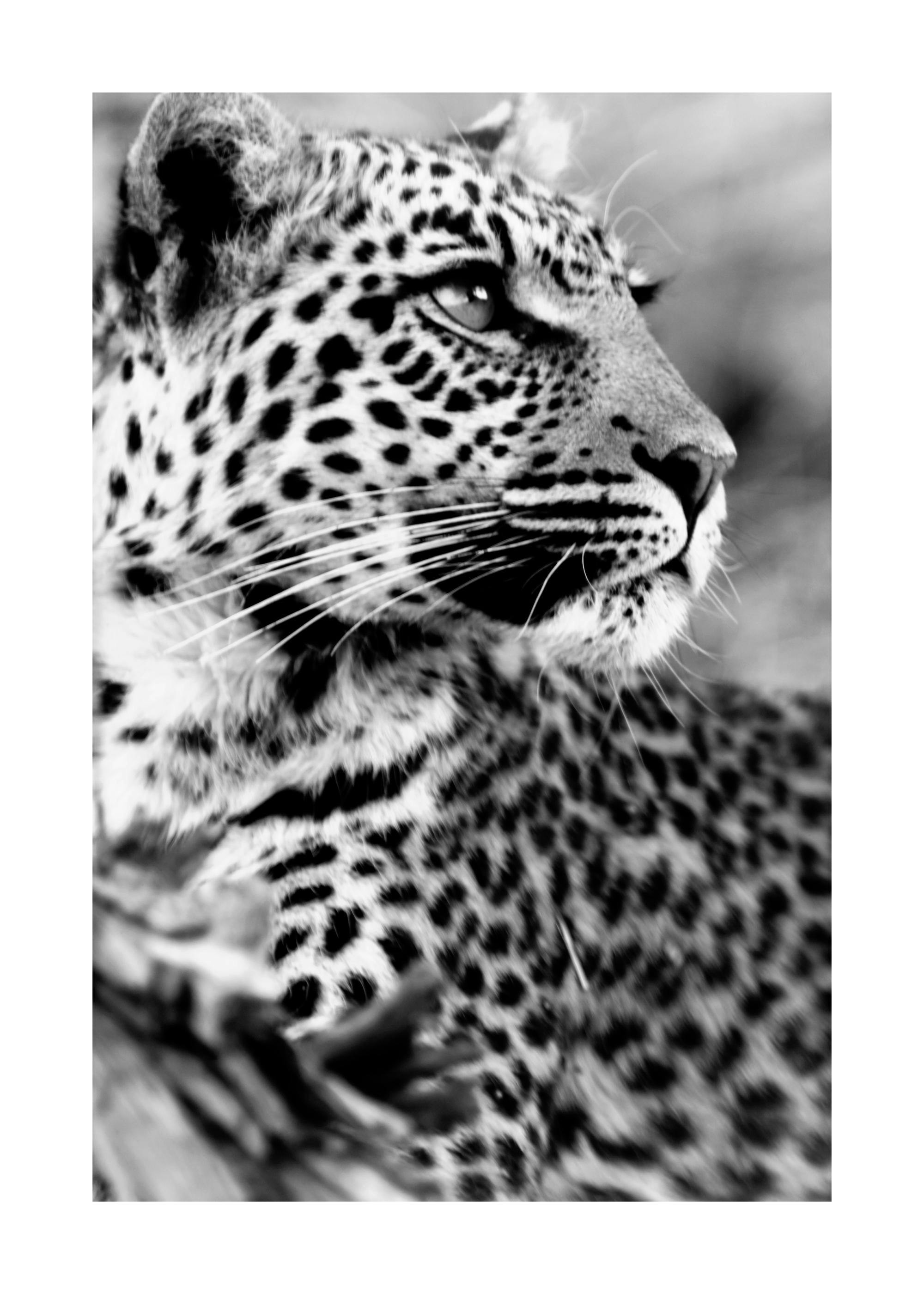 Póster de leopardo en blanco y negro, con manchas distintivas y mirada poderosa, ideal para decoración de pared.