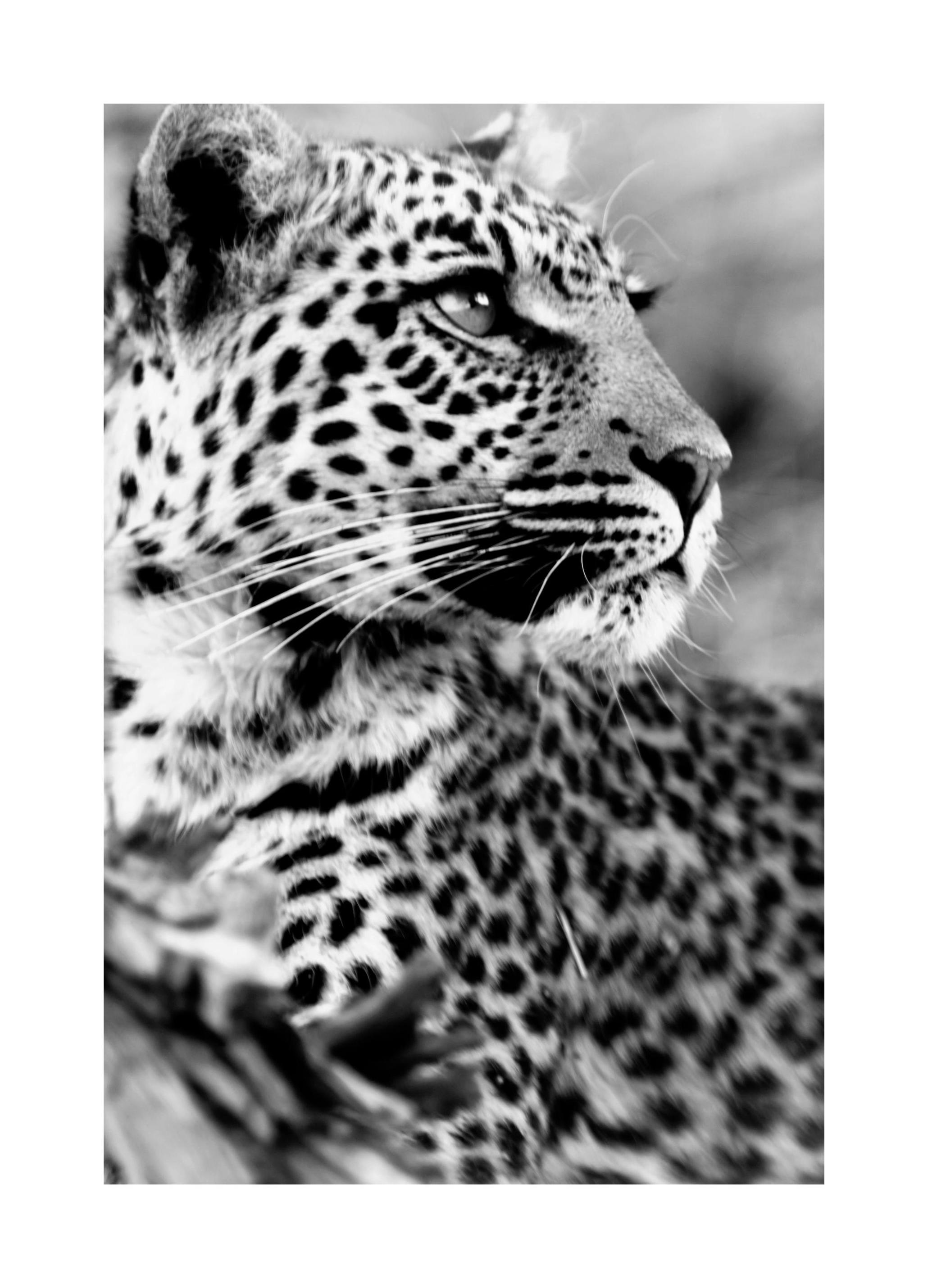 Leopard Affiche (30x40 cm) - Affiches noir et blanc