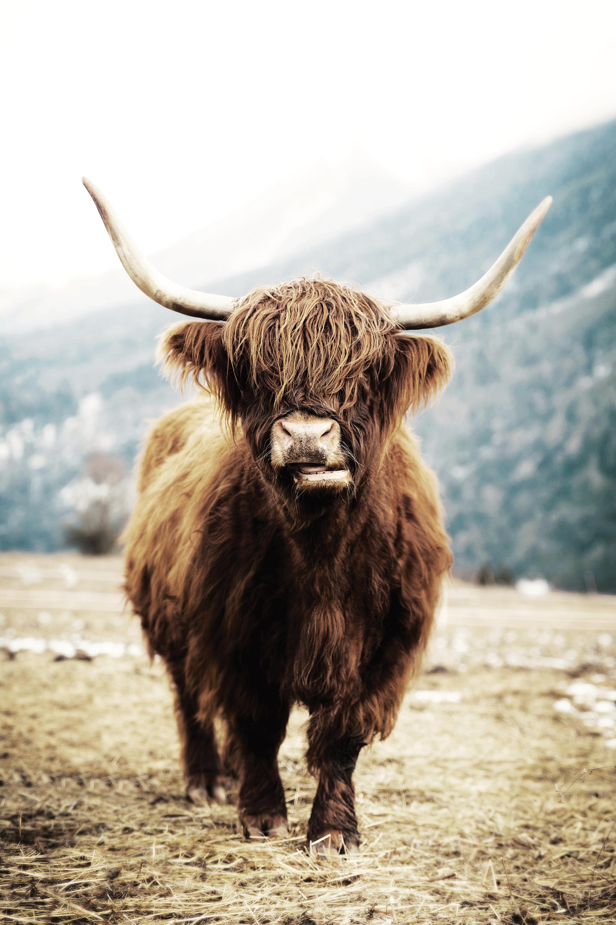 Pantofole Di Mucca Delle Highlands, Pantofole Di Mucca Scozzese Di Peluche Pantofole Di Animali Caldi Morbidi Pantofole Interne Domestiche