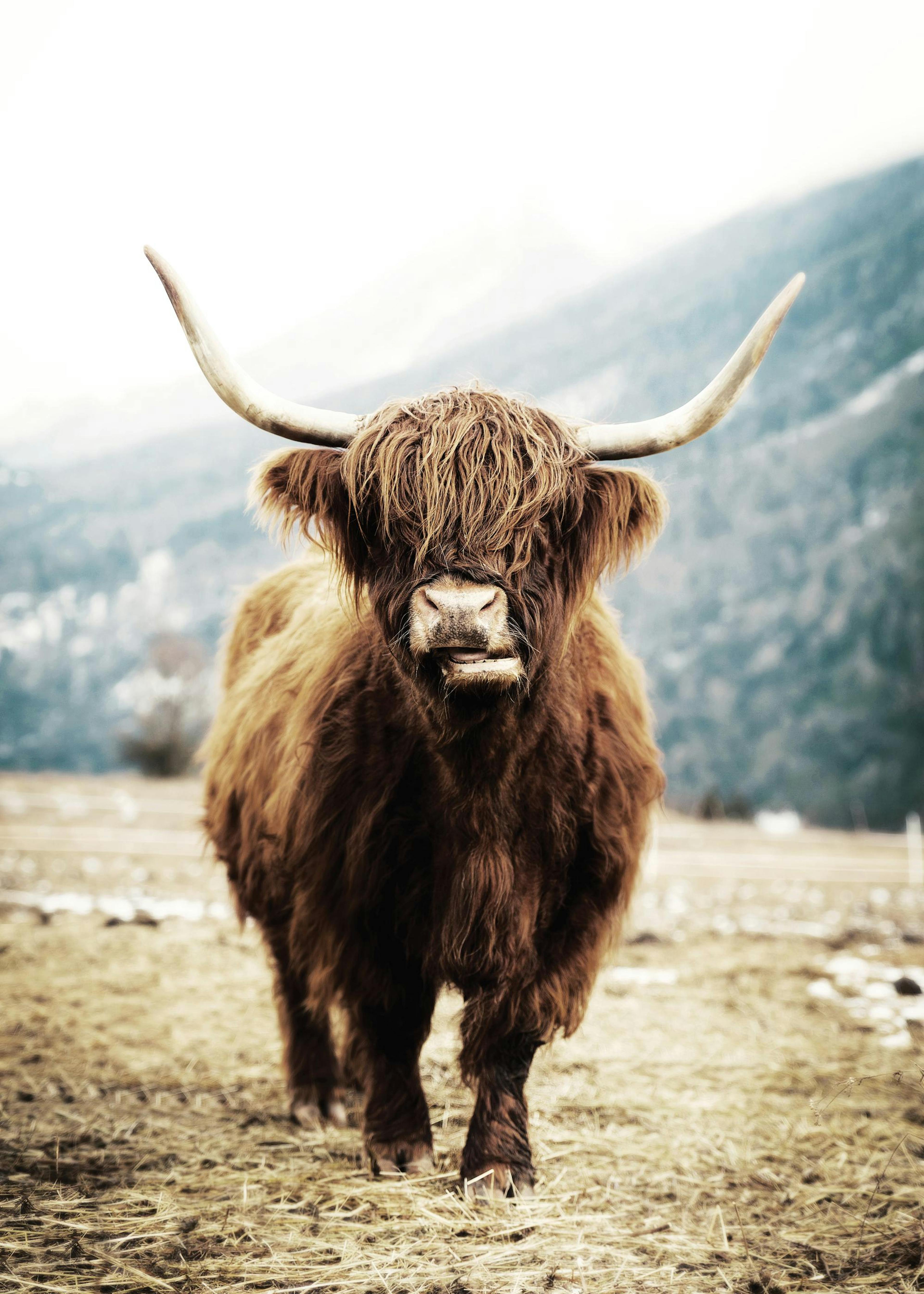 Highland Cattle On Field Poster 0
