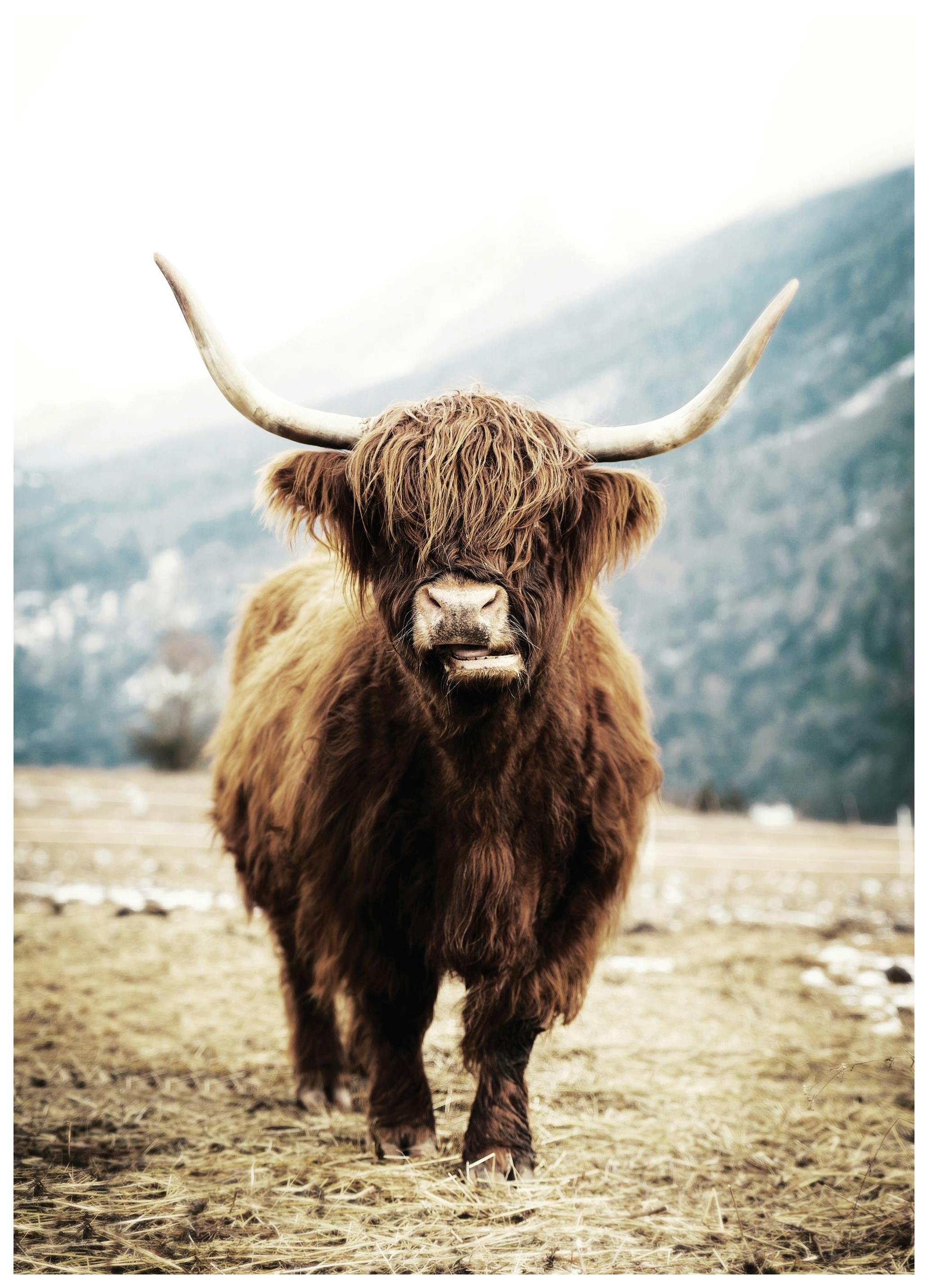 Highland Cattle On Field Poster (100x150 cm) - Dieren posters