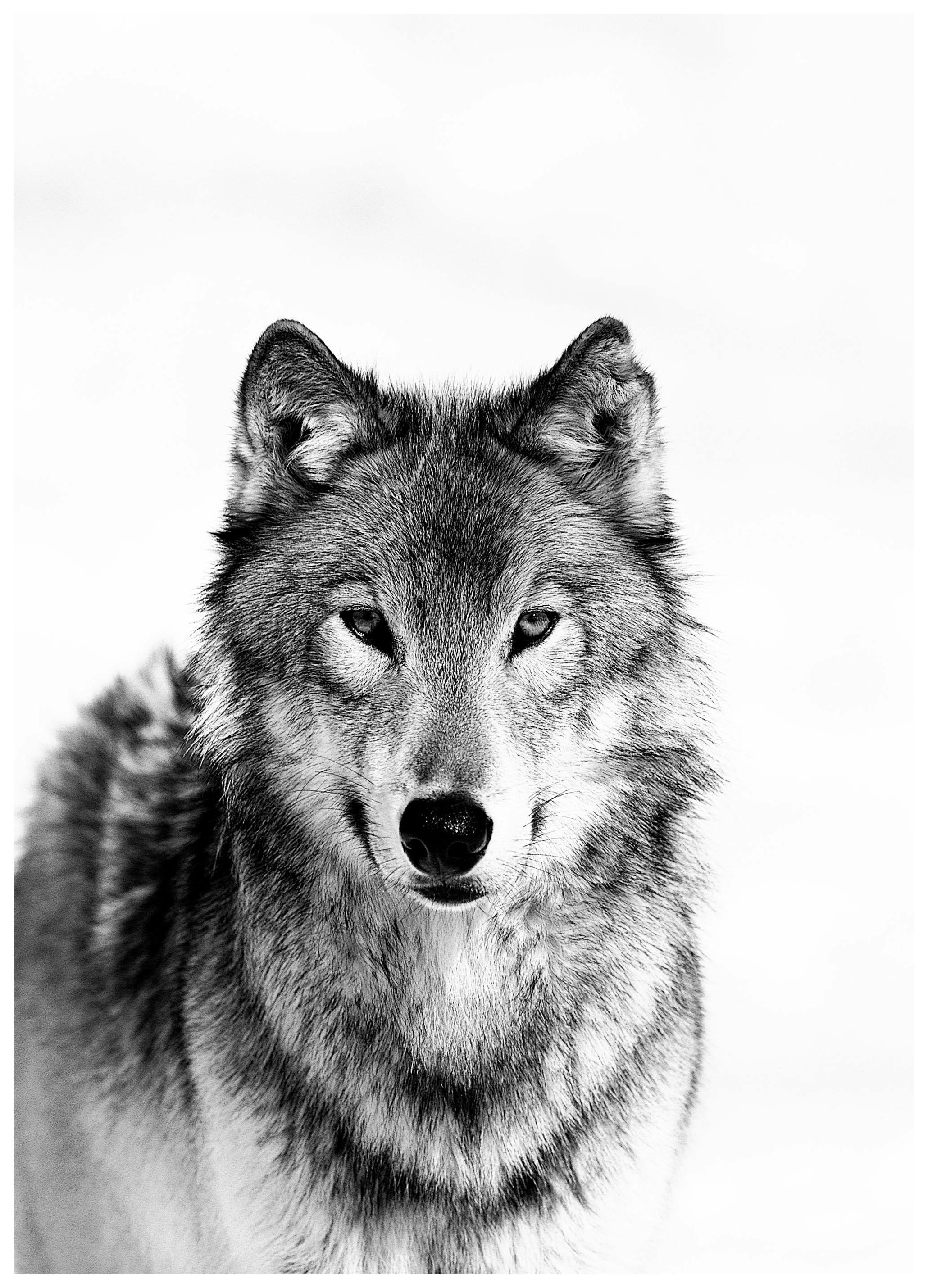 Wolf B&W Poster (50x70 cm)