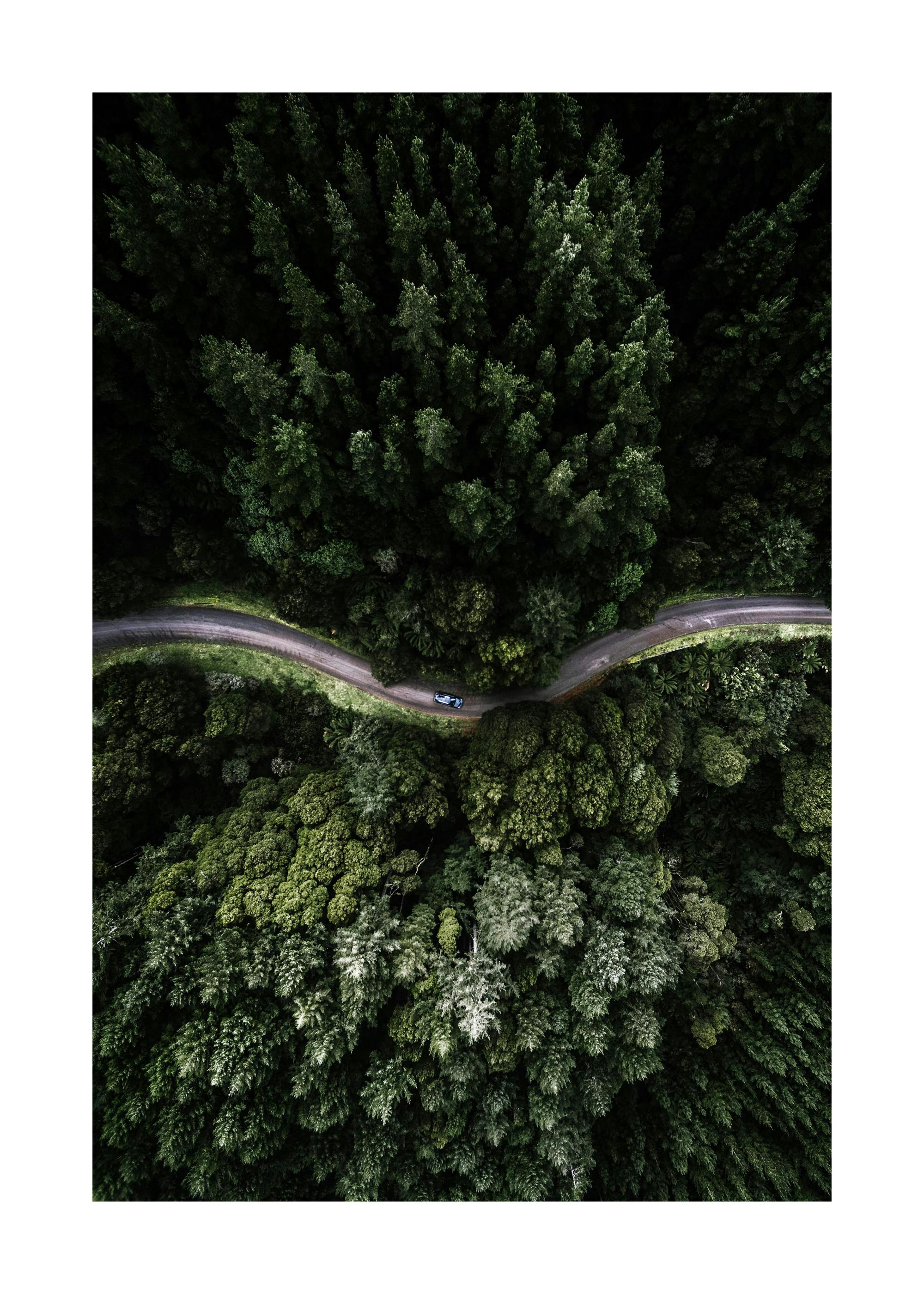 Aerial view of a winding forest road with a car, surrounded by dark green pine trees and lush foliage.