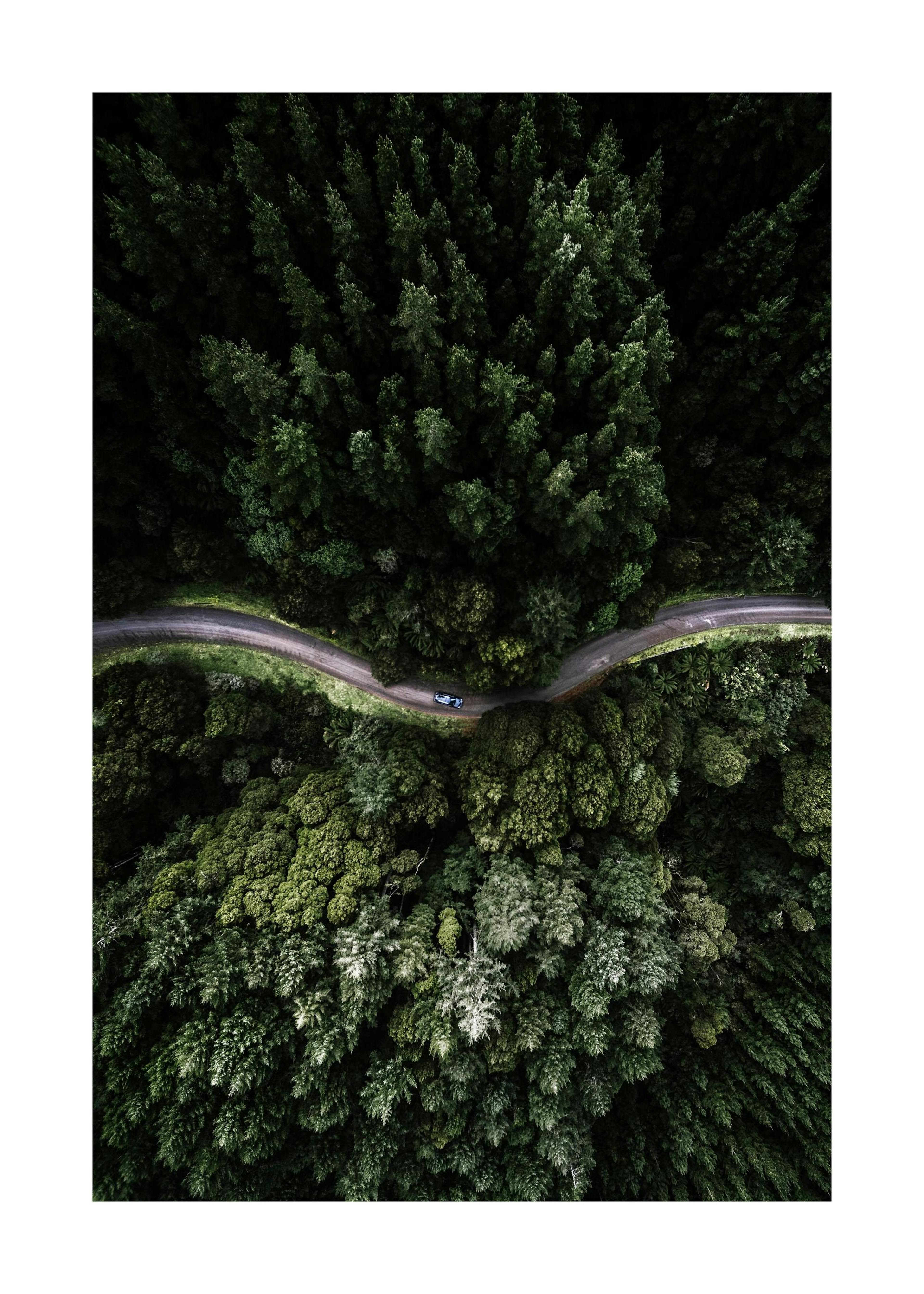 Forest Road Poster 0