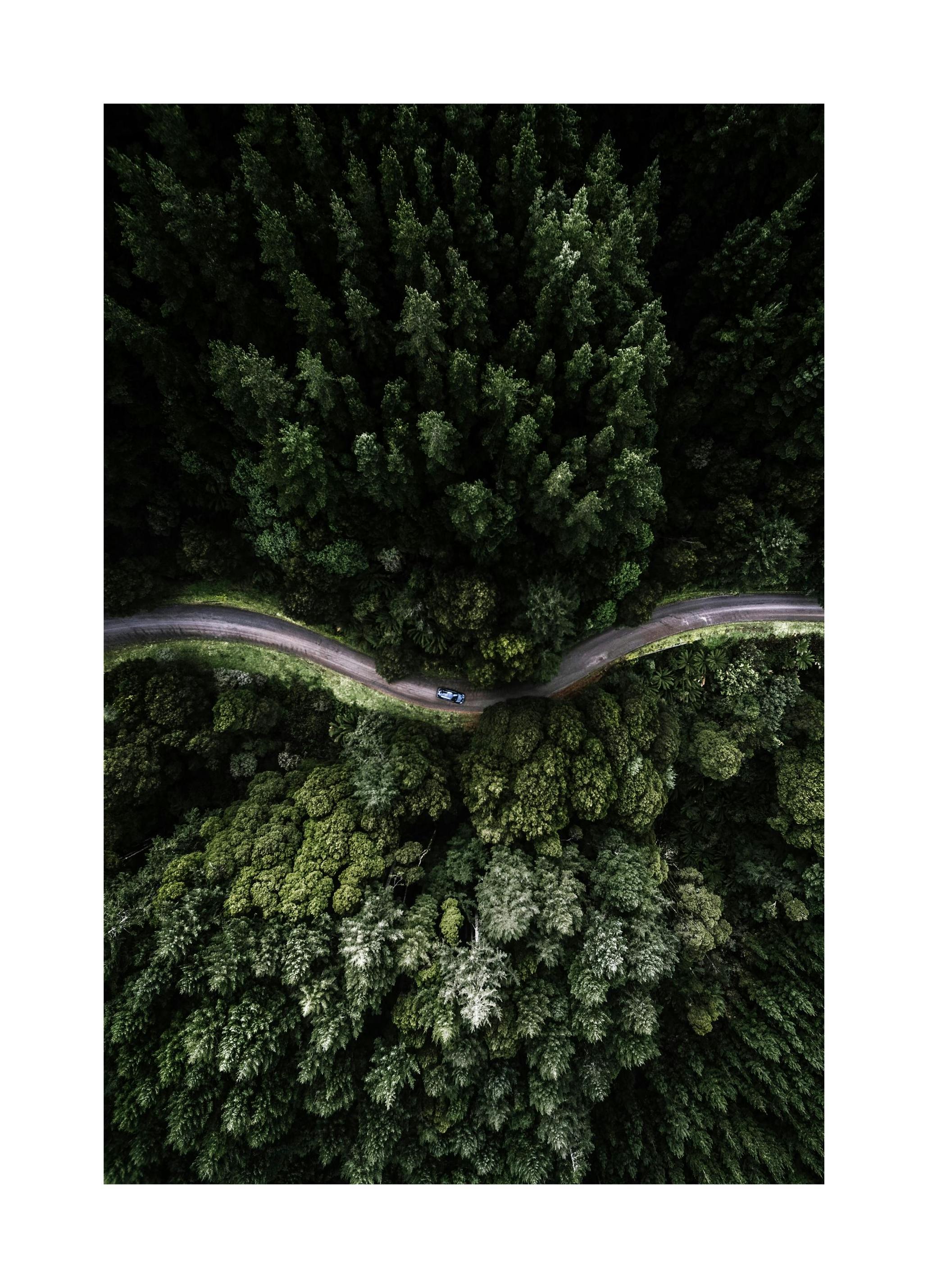 Forest Road Poster (50x70 cm)