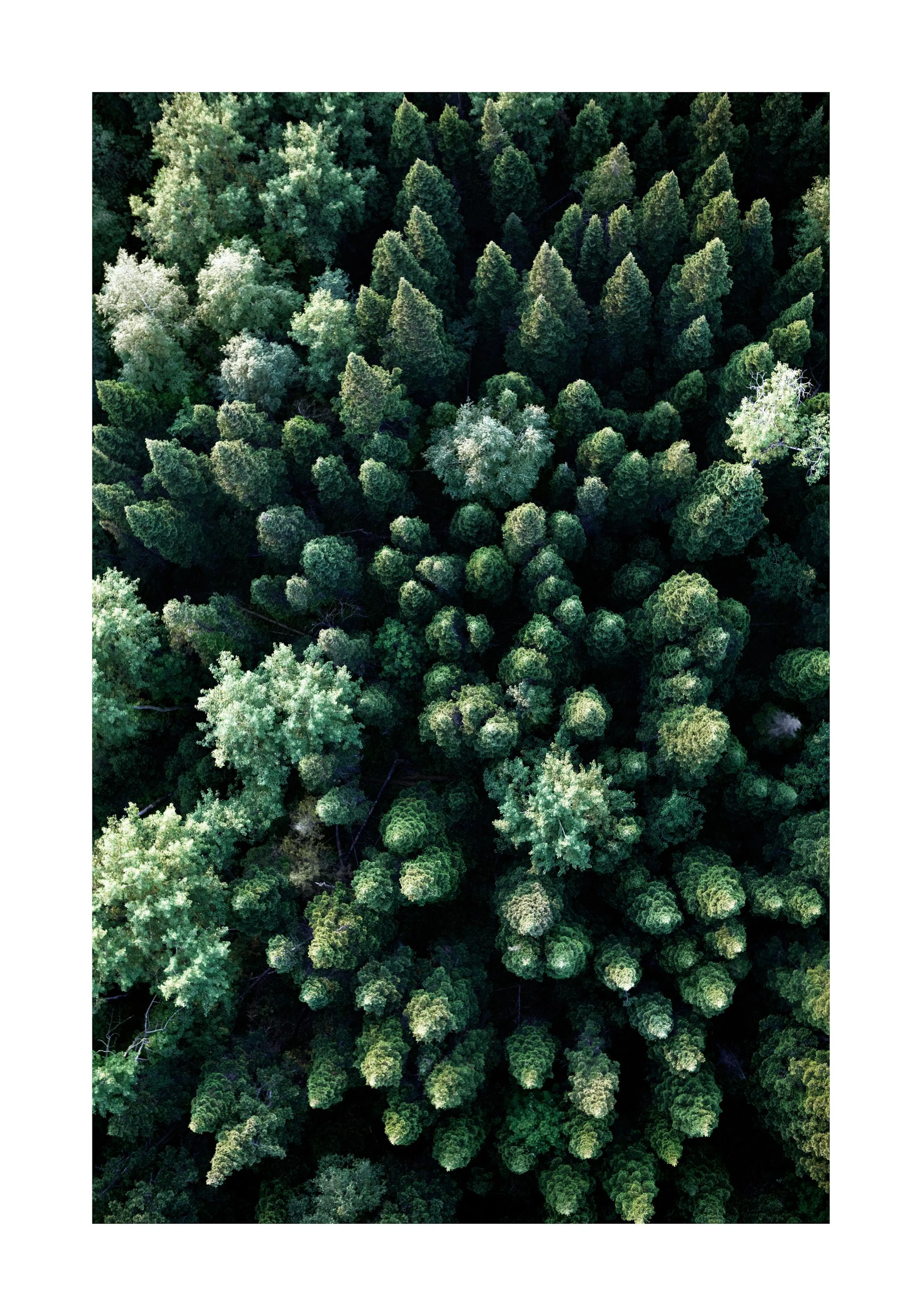 Póster de fotografía aérea de un bosque verde frondoso, vista de pájaro, pinos oscuros, naturaleza.