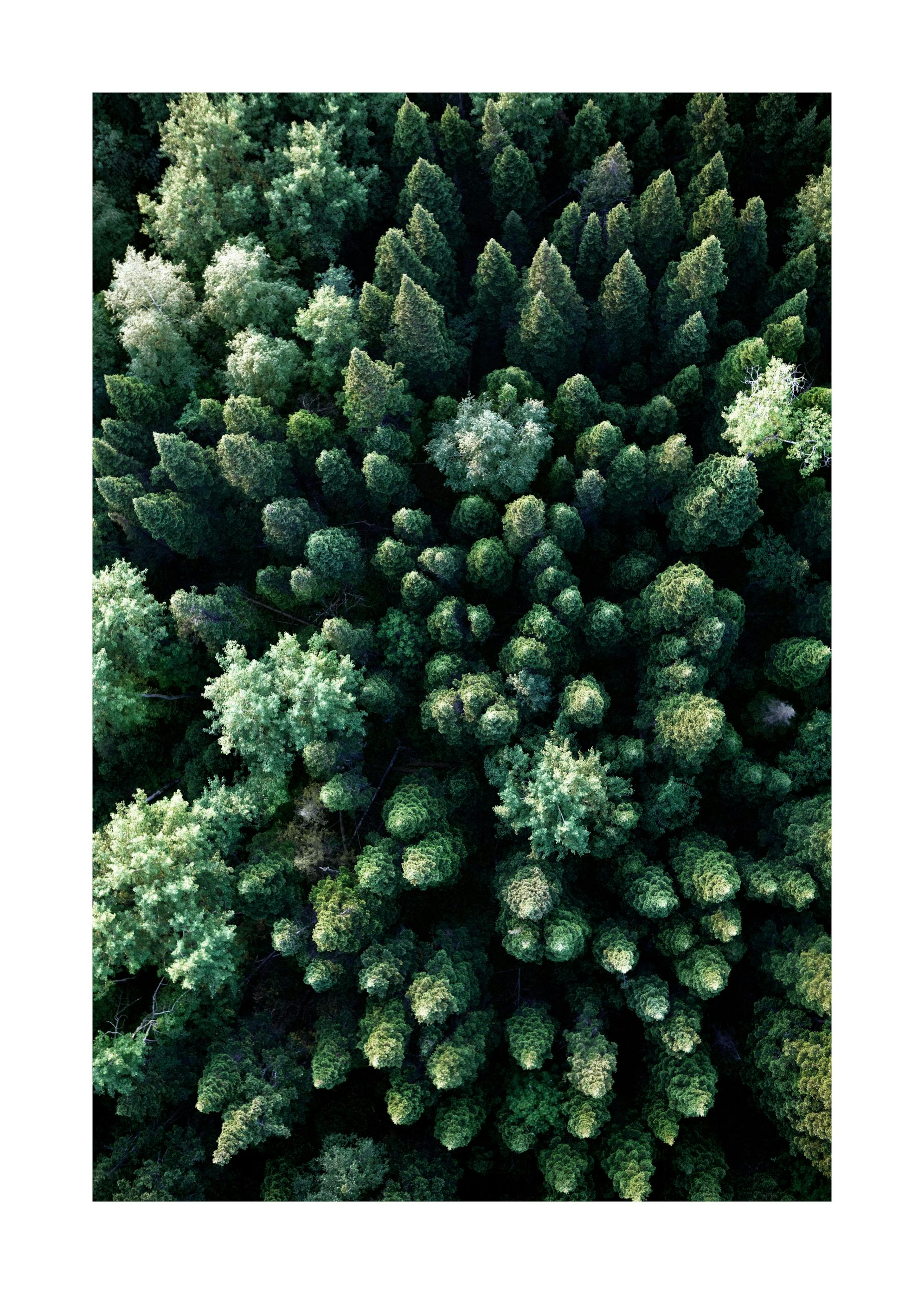 Póster de fotografía aérea de un denso bosque verde con pinos y árboles de hojas claras, vista de pájaro.