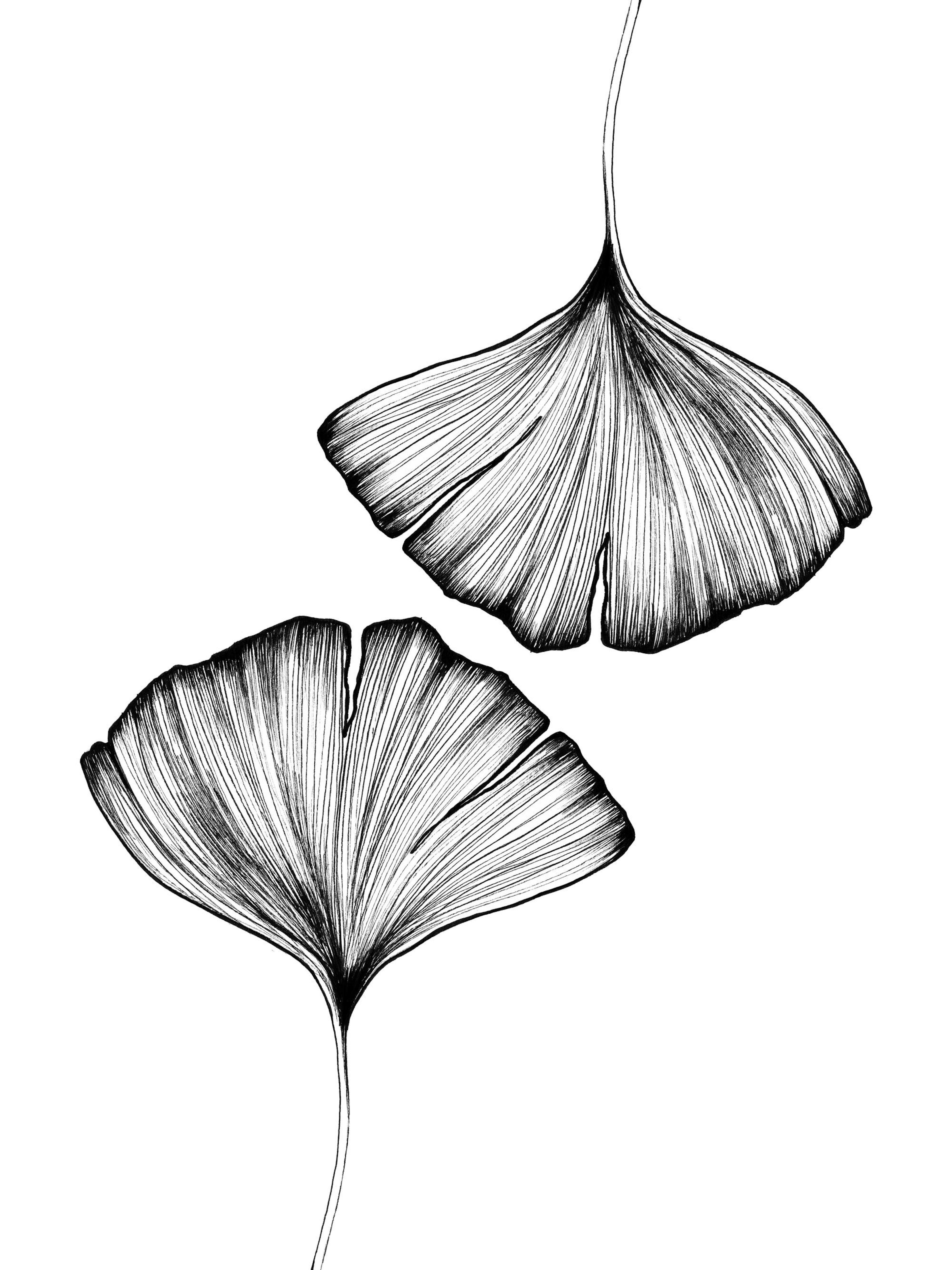 Ilustración en blanco y negro de dos hojas de ginkgo dibujadas a mano, con finas líneas que detallan su estructura de abanico.