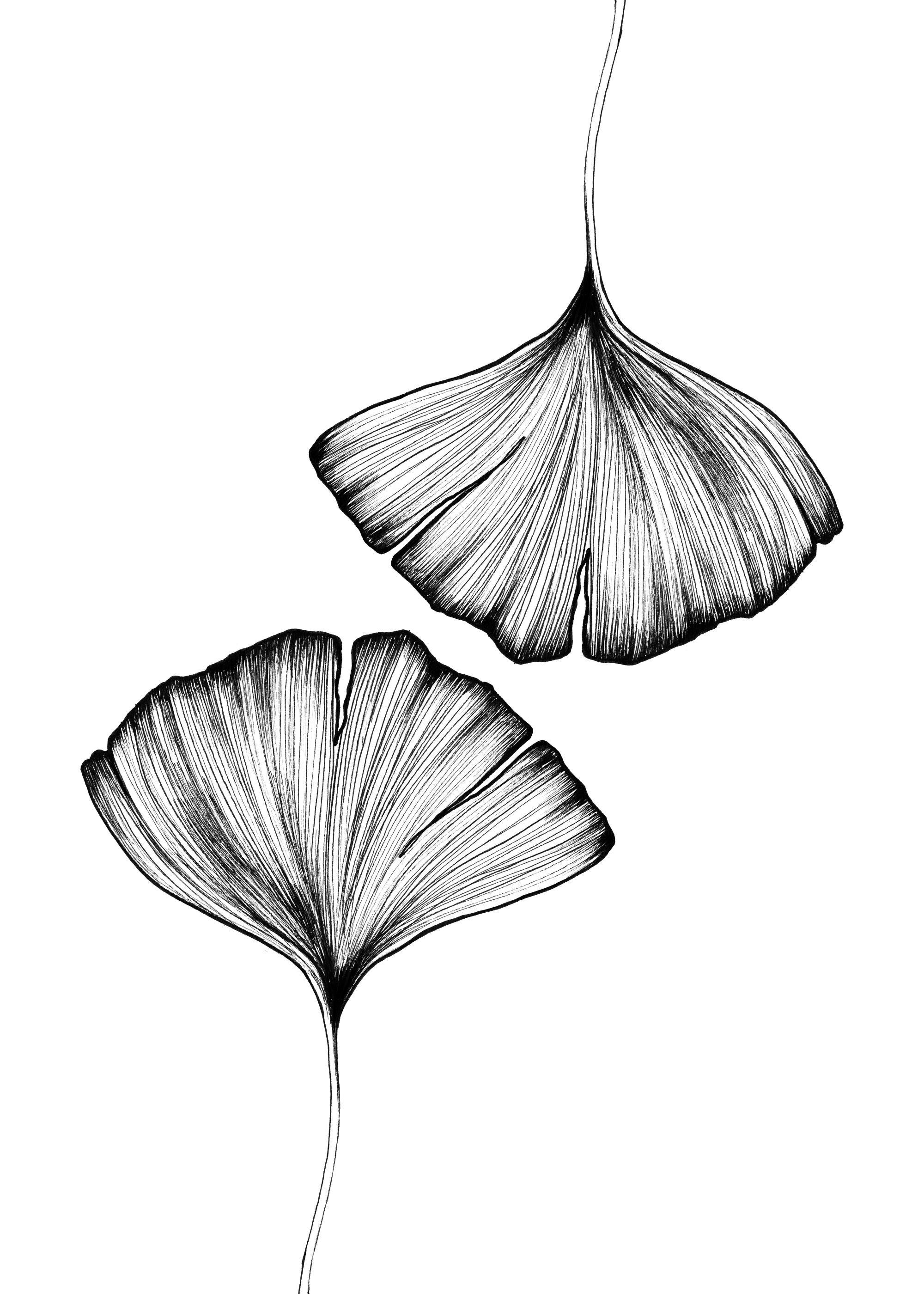 Handritad illustration av två Ginkgo Biloba-löv i svartvitt med detaljerade vener. Botanisk poster.