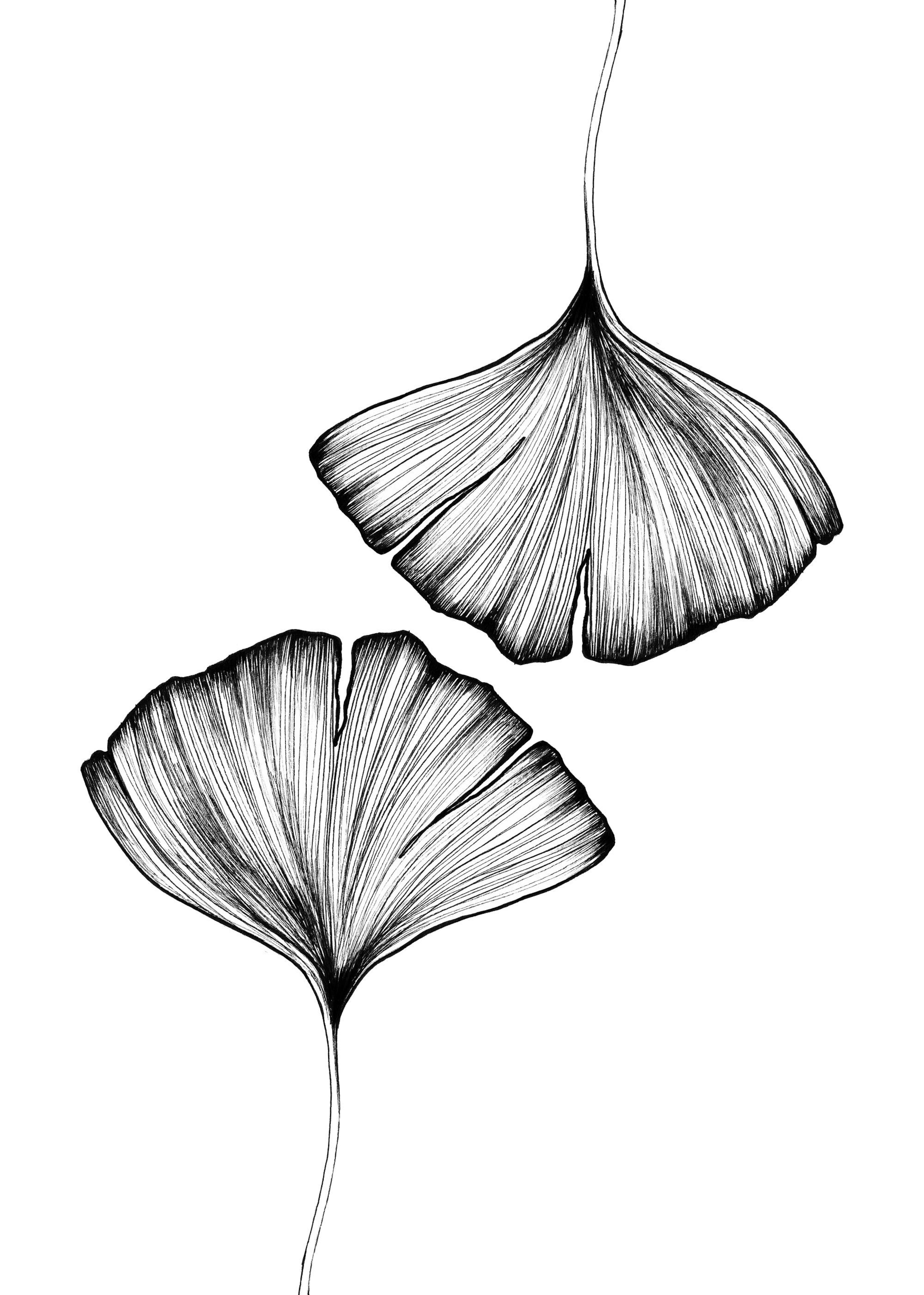 Ginkgo Leaves Plagát 0