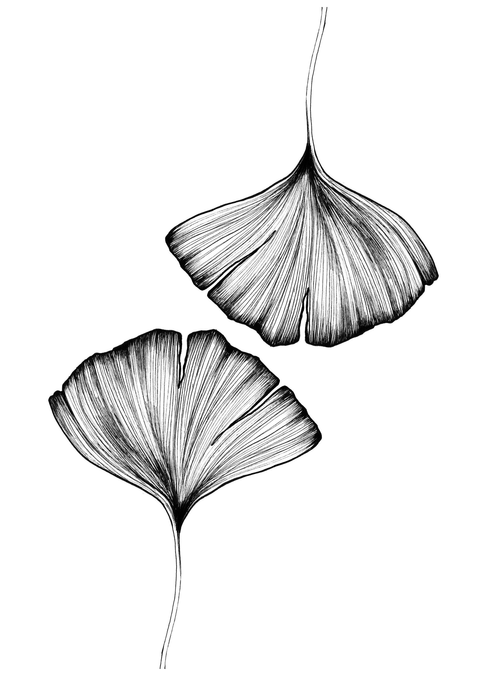 Ginkgo Leaves Affiche (50x70 cm)  Tableaux en noir et blanc