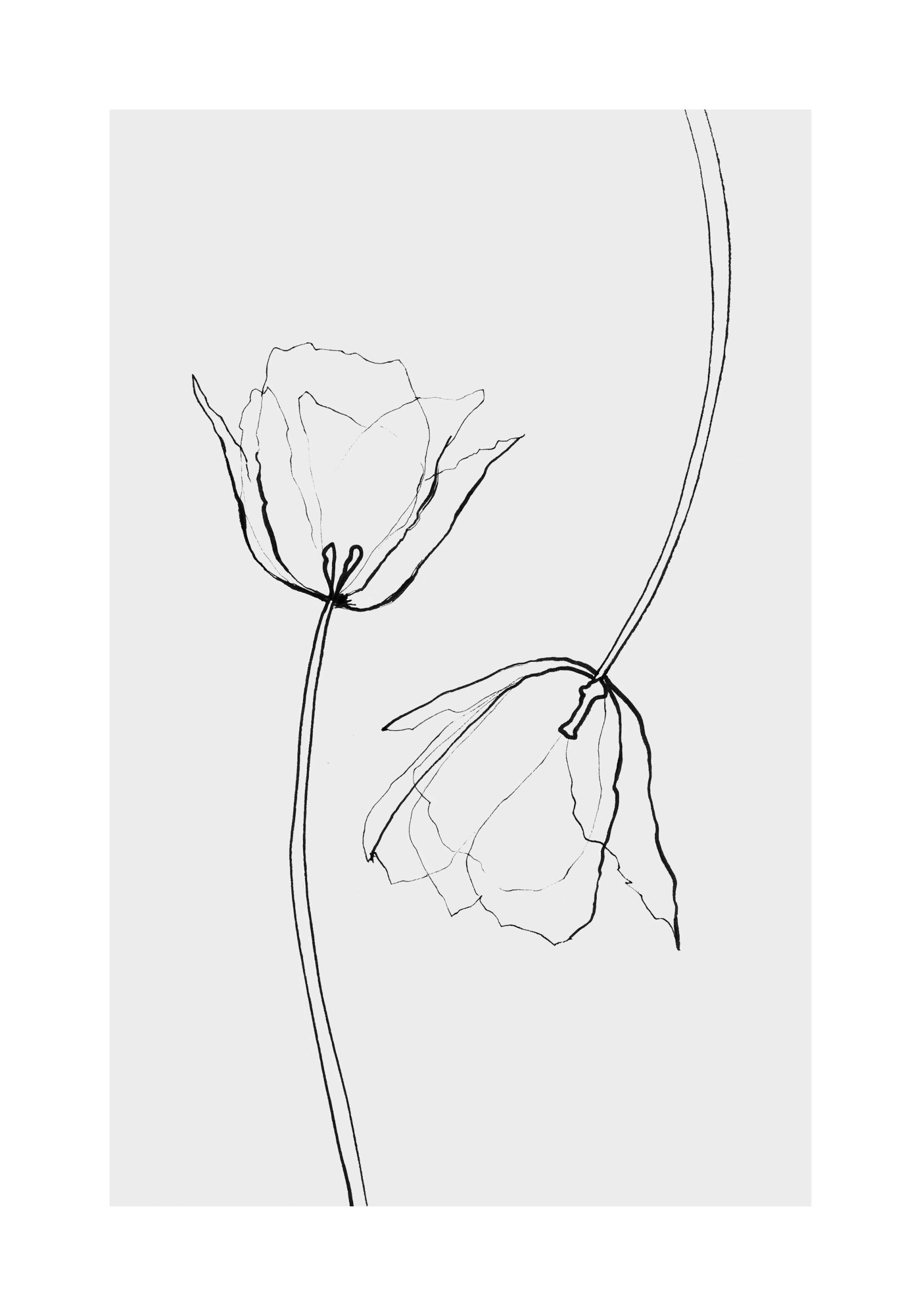 Affiche avec deux tulipes dessinées à la main en noir sur fond gris, style typographie
