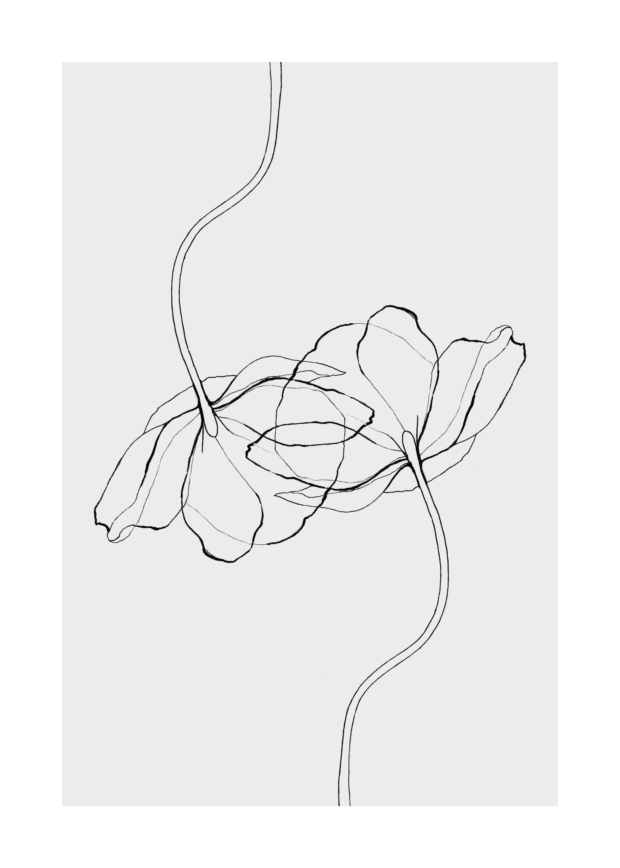 Handgezeichnetes Mohnblumen-Poster in Graustufen, filigrane Linienzeichnung von zwei Blüten, minimalistischer Stil.