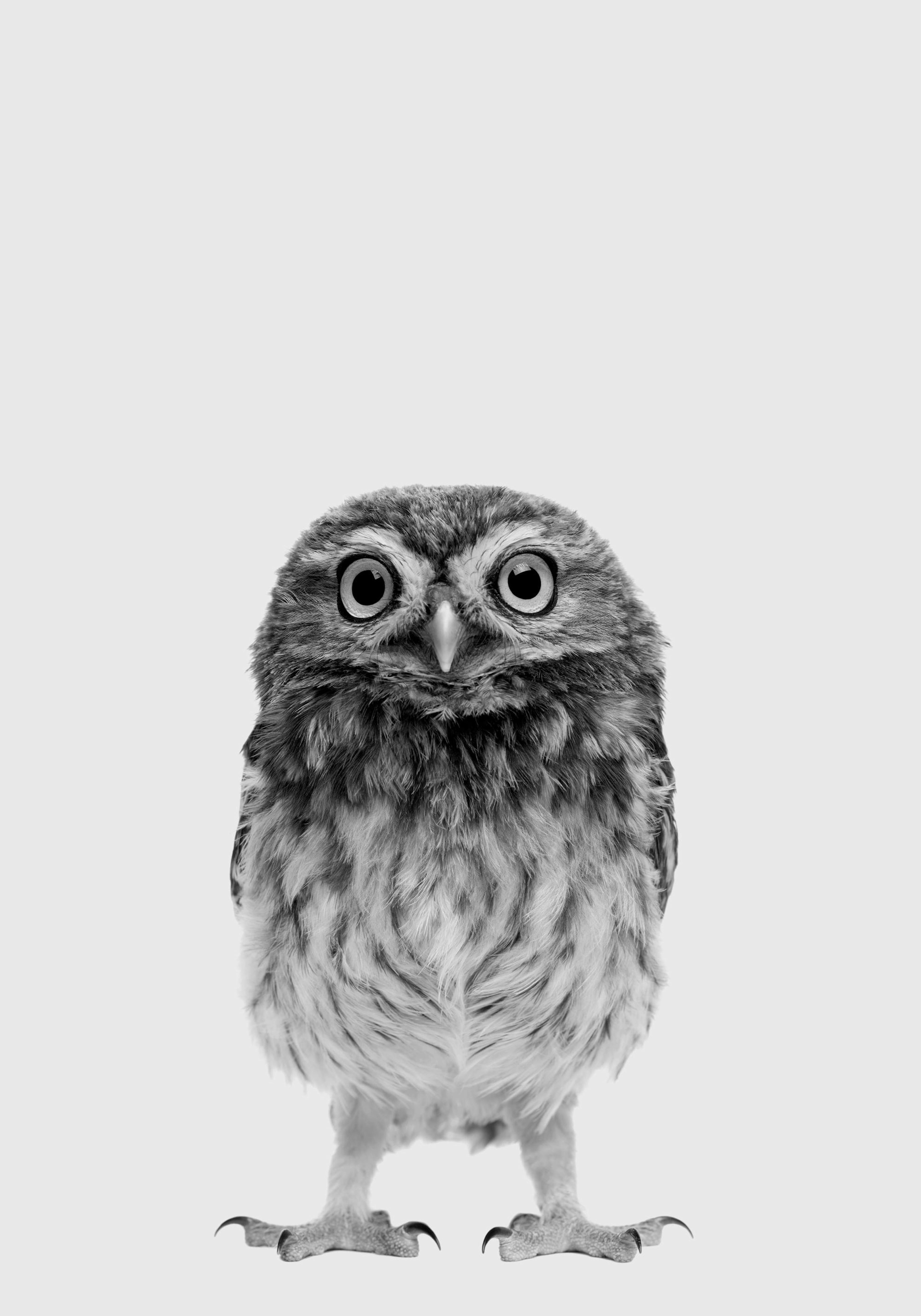 Black and white poster featuring a charming little owl with wide eyes, perfect for owl enthusiasts.