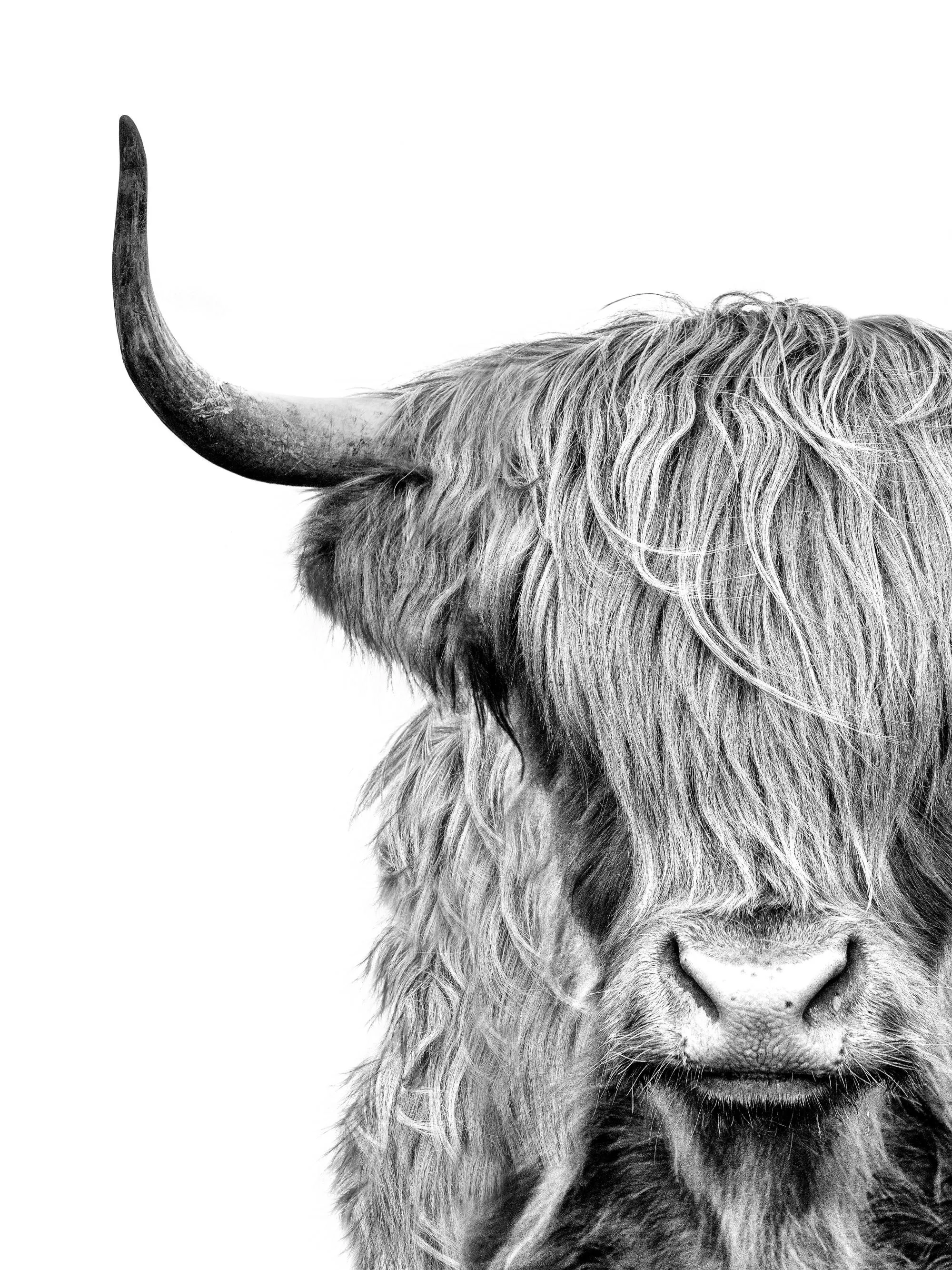 Peinture sur toile, Vache écossaise colorée 100x70 Peinture sur toile, Vache écossaise colorée 100x70