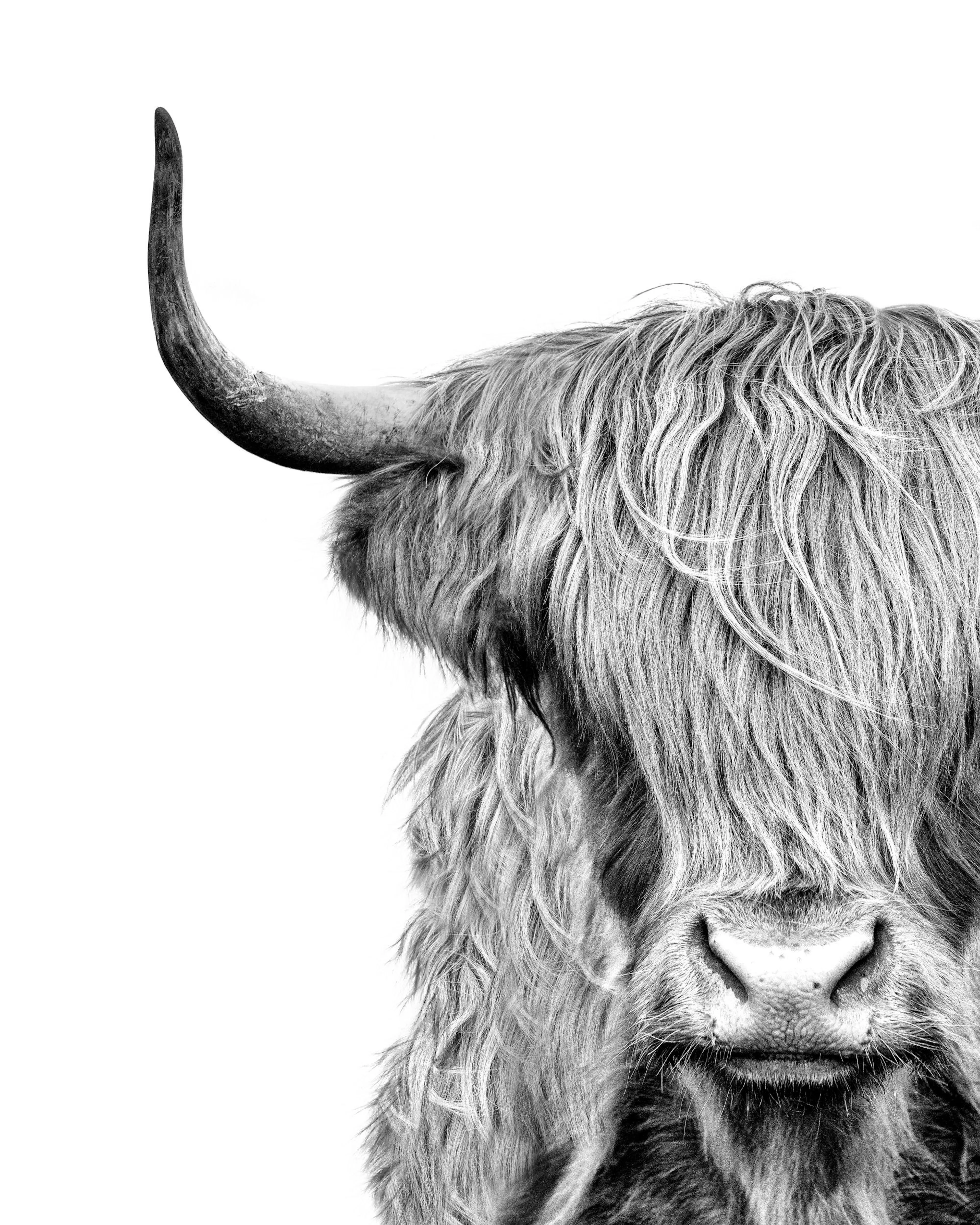 Schwarz-weiß-Fotografie einer Highland-Kuh mit zotteligem Fell, das die Augen bedeckt, und einem Horn, auf weißem Hintergrund.