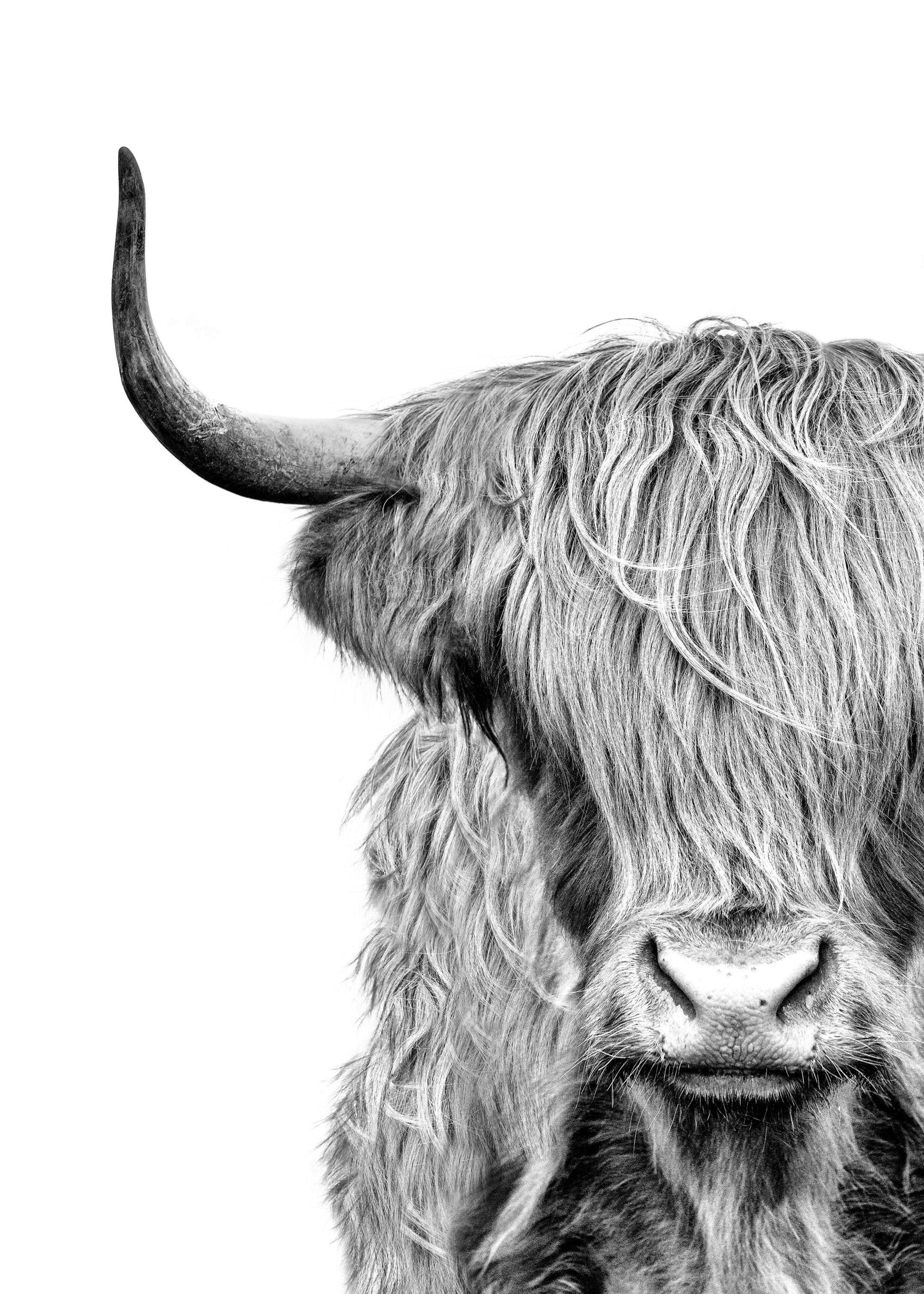 Highland Cow Close Up Poster 0