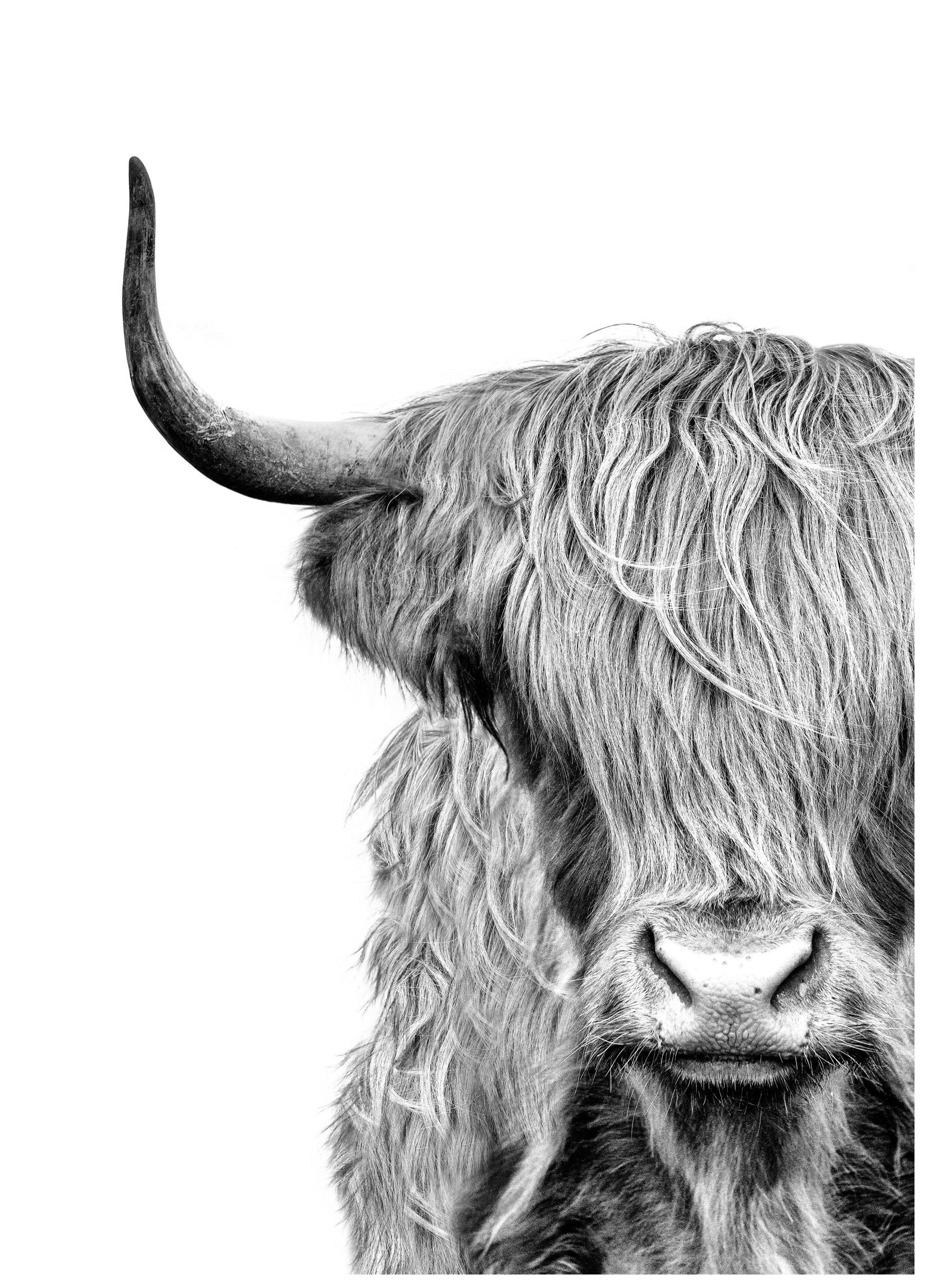Highland Cow Close Up Poster (40x50 cm)