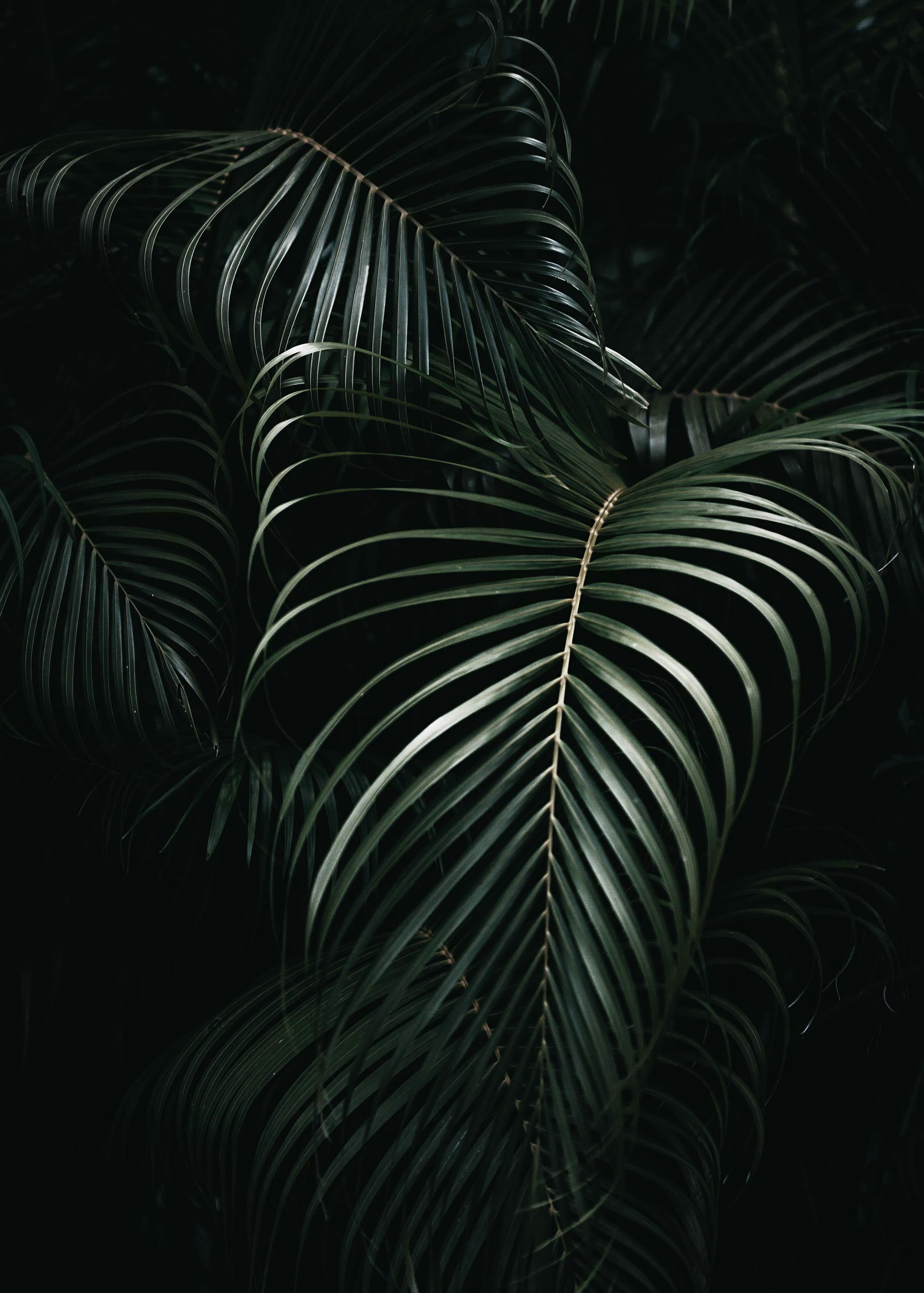 Donkergroene palmbladerenposter, weelderig en botanisch, ideaal voor een woonkamer of hal.