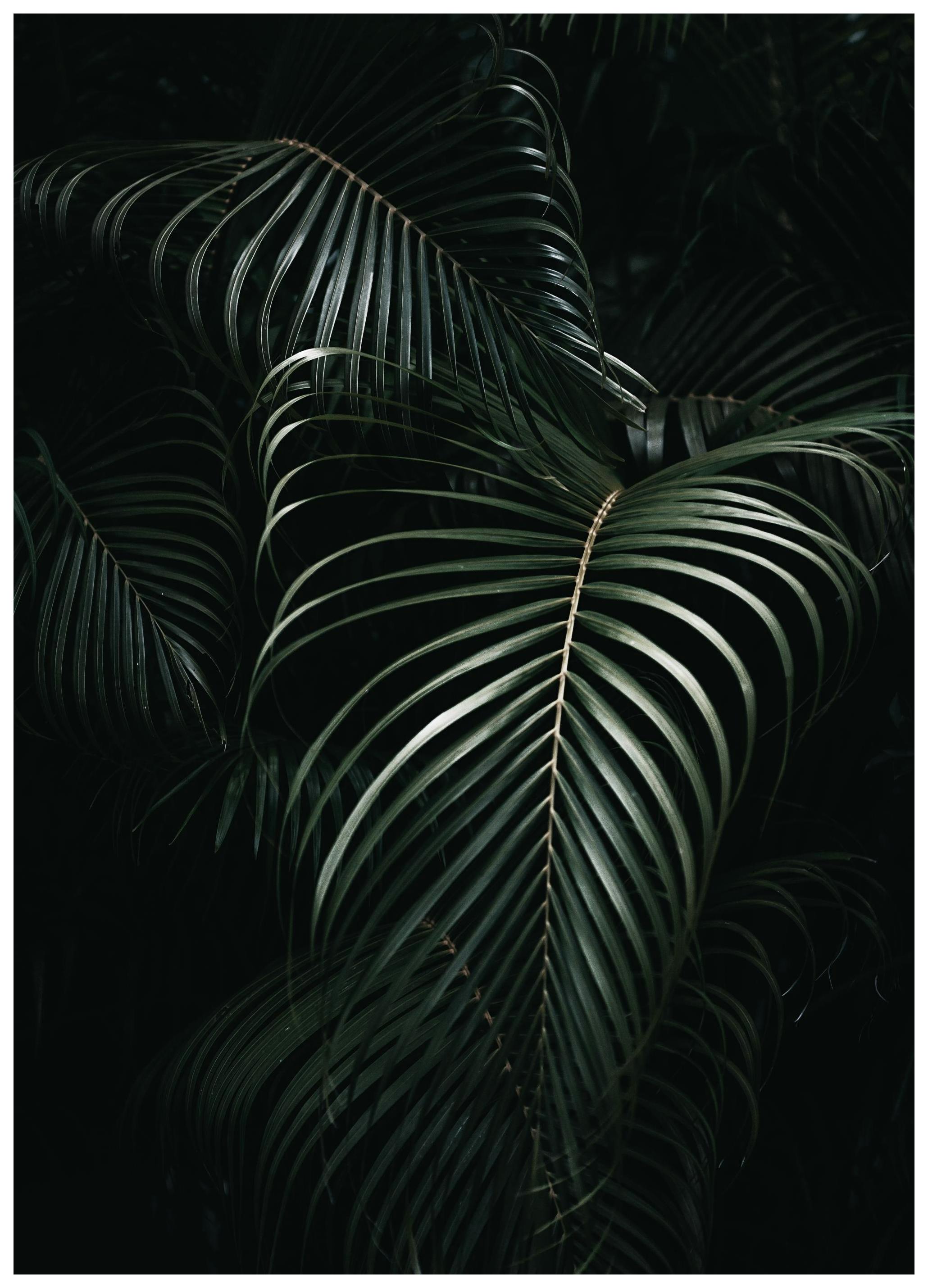 Dark Green Palm Leaves No1 Poster (50x70 cm) - Groene planten