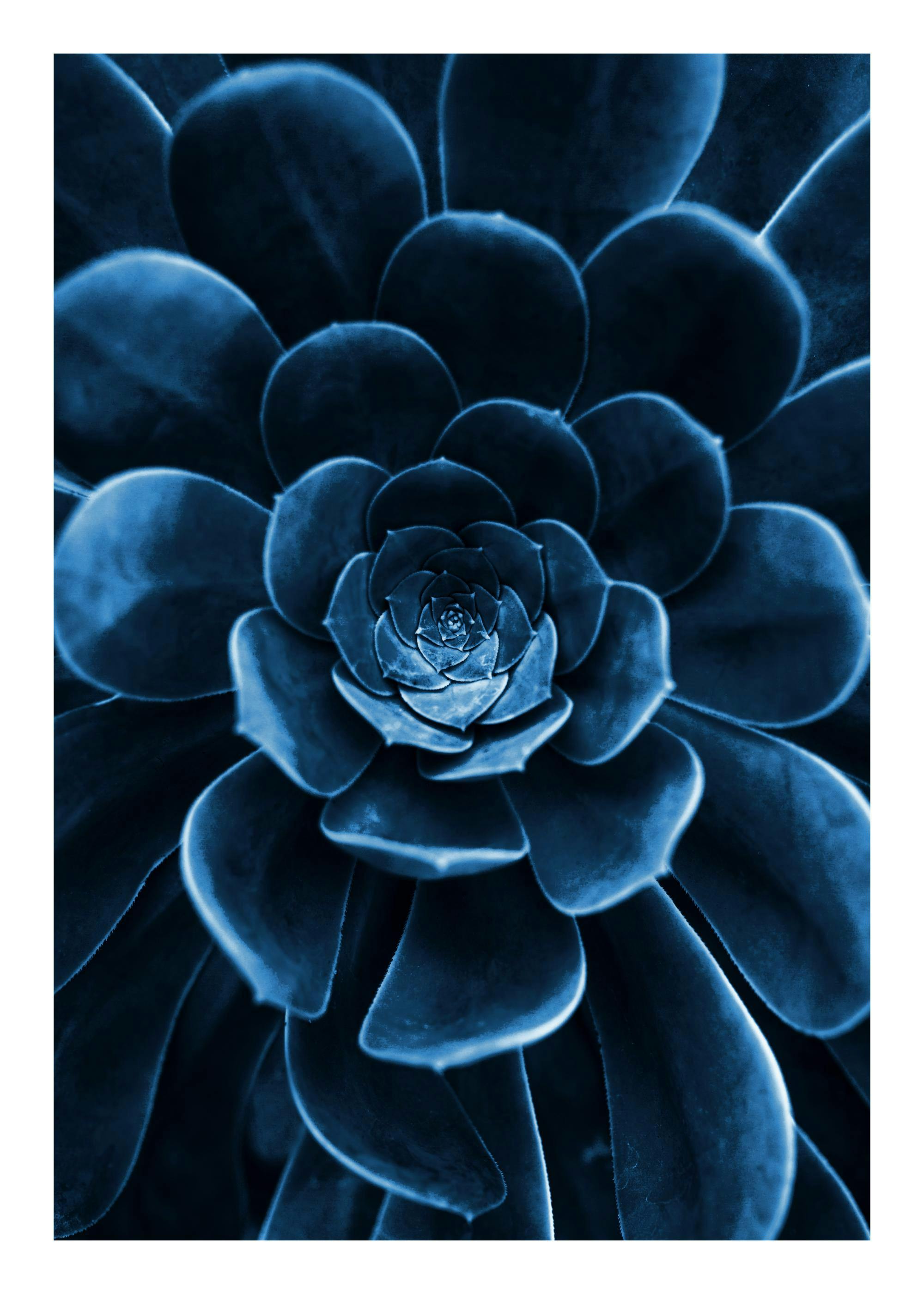 Blue Succulent Poster 0