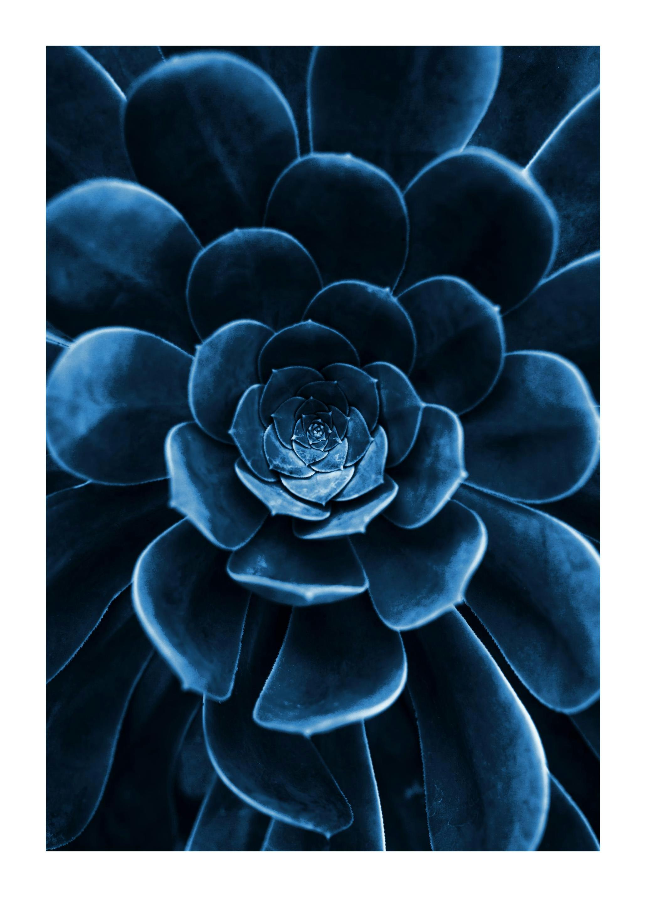 Blue Succulent Poster (21x30 cm)