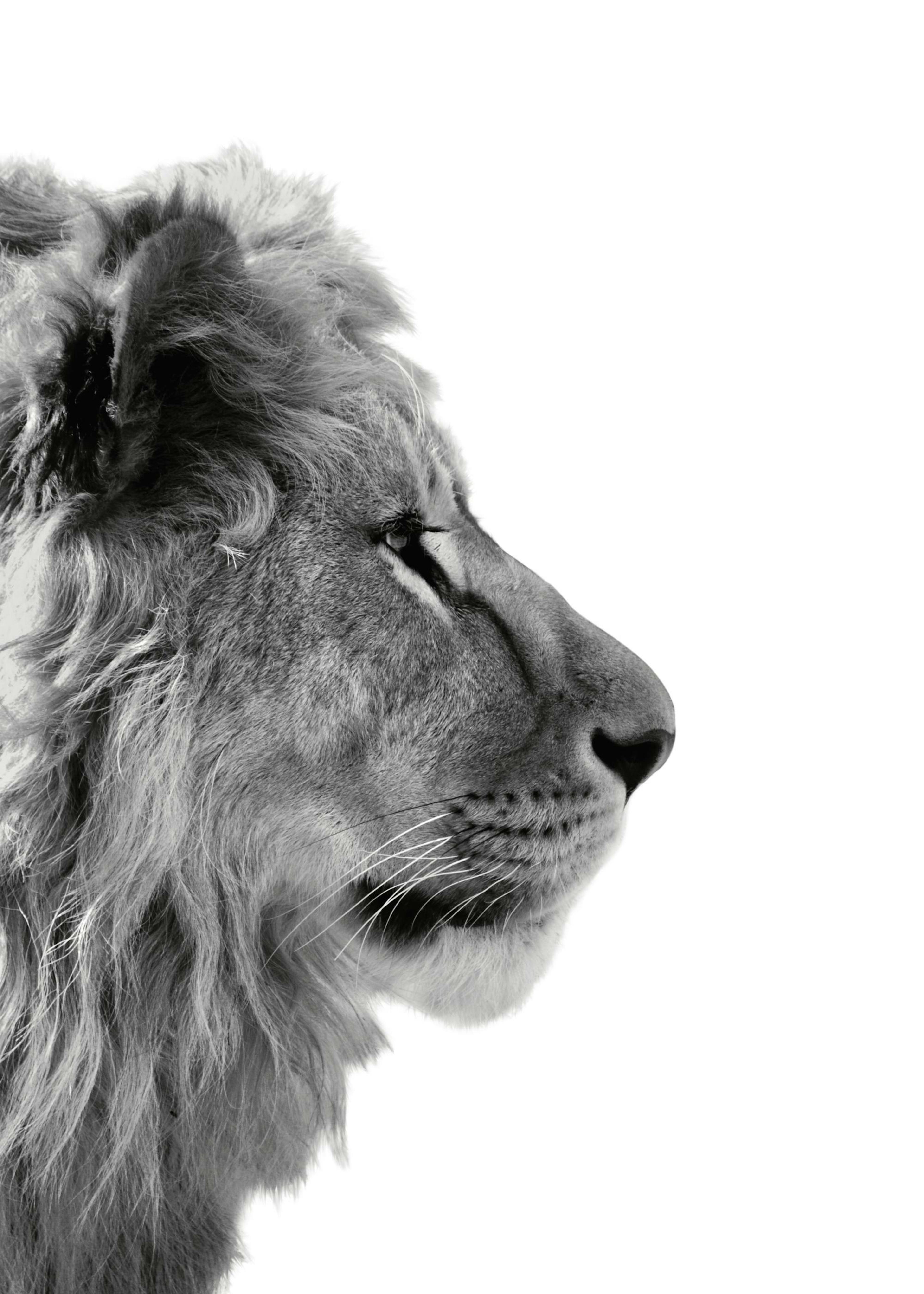 Póster de leão em preto e branco, perfil detalhado, juba esvoaçante, bigodes visíveis, fundo branco. Arte animalista.