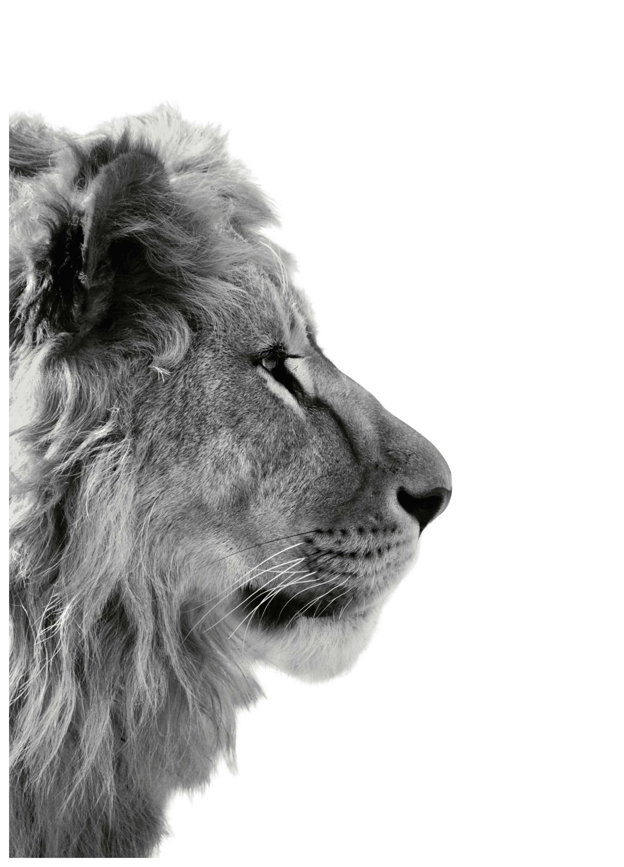 Lion From Side Poster (70x100 cm)