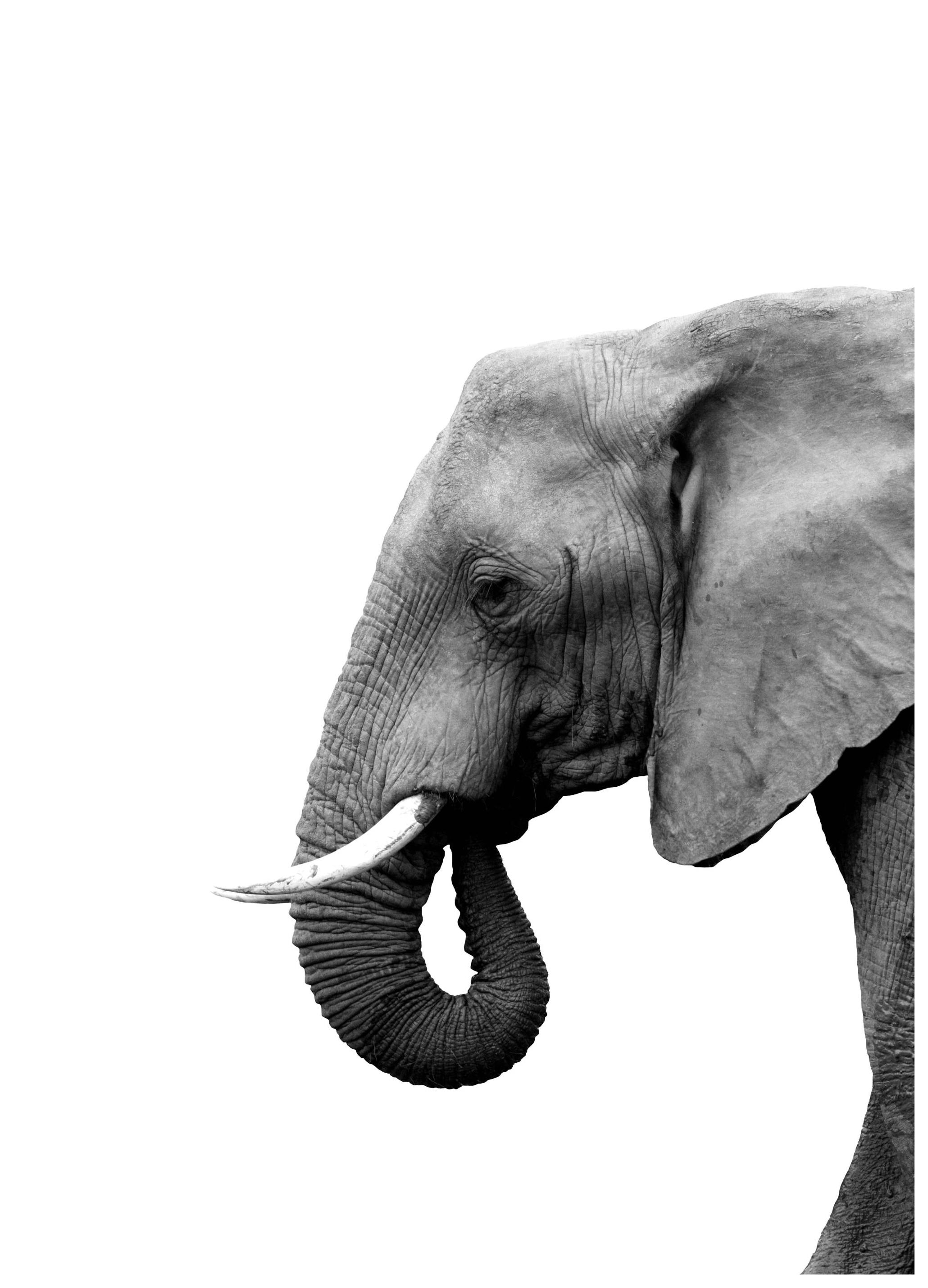 Elephant From Side Poster (30x40 cm) - Zwart wit posters