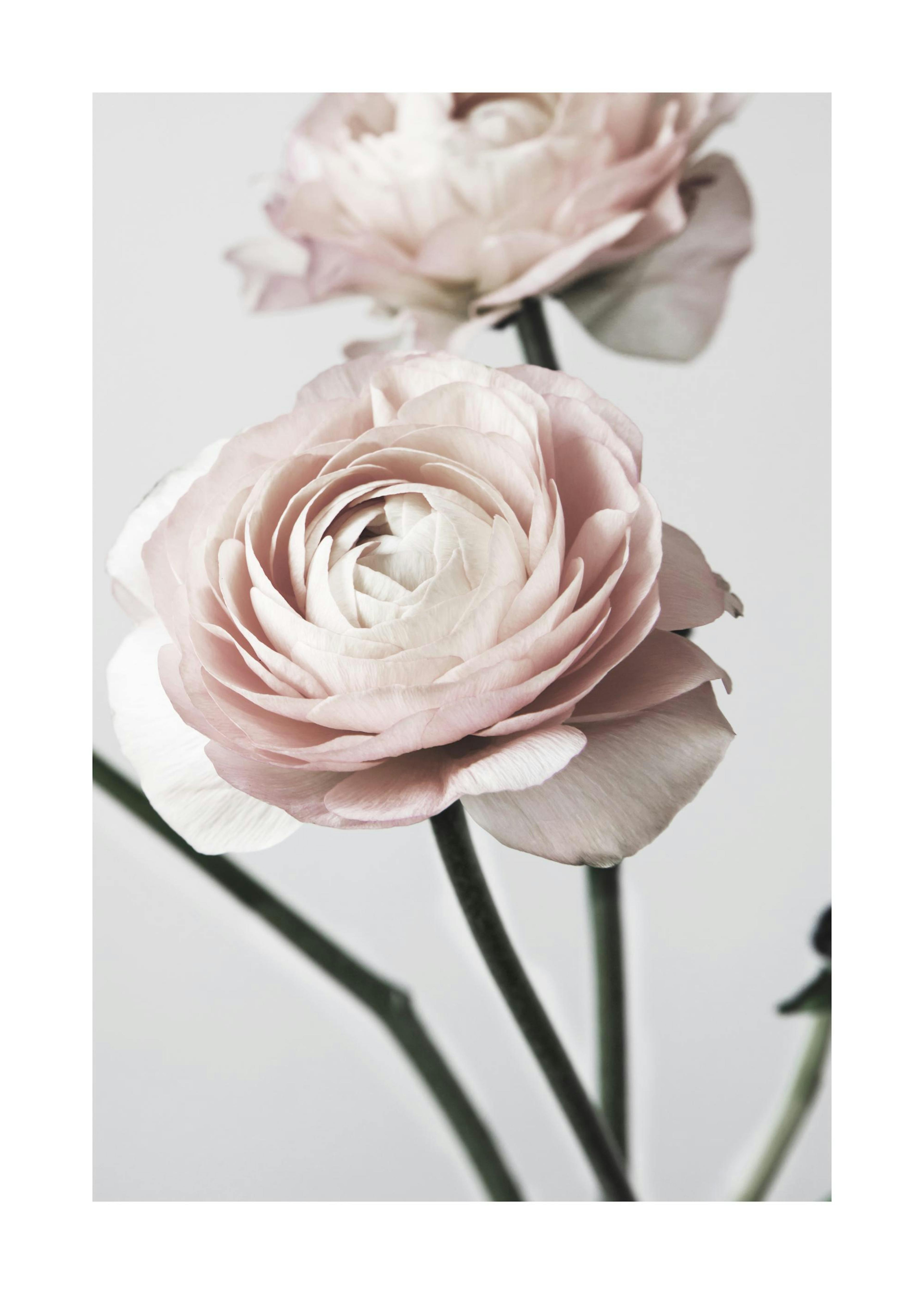 Pink Ranunculus One Plakat 0