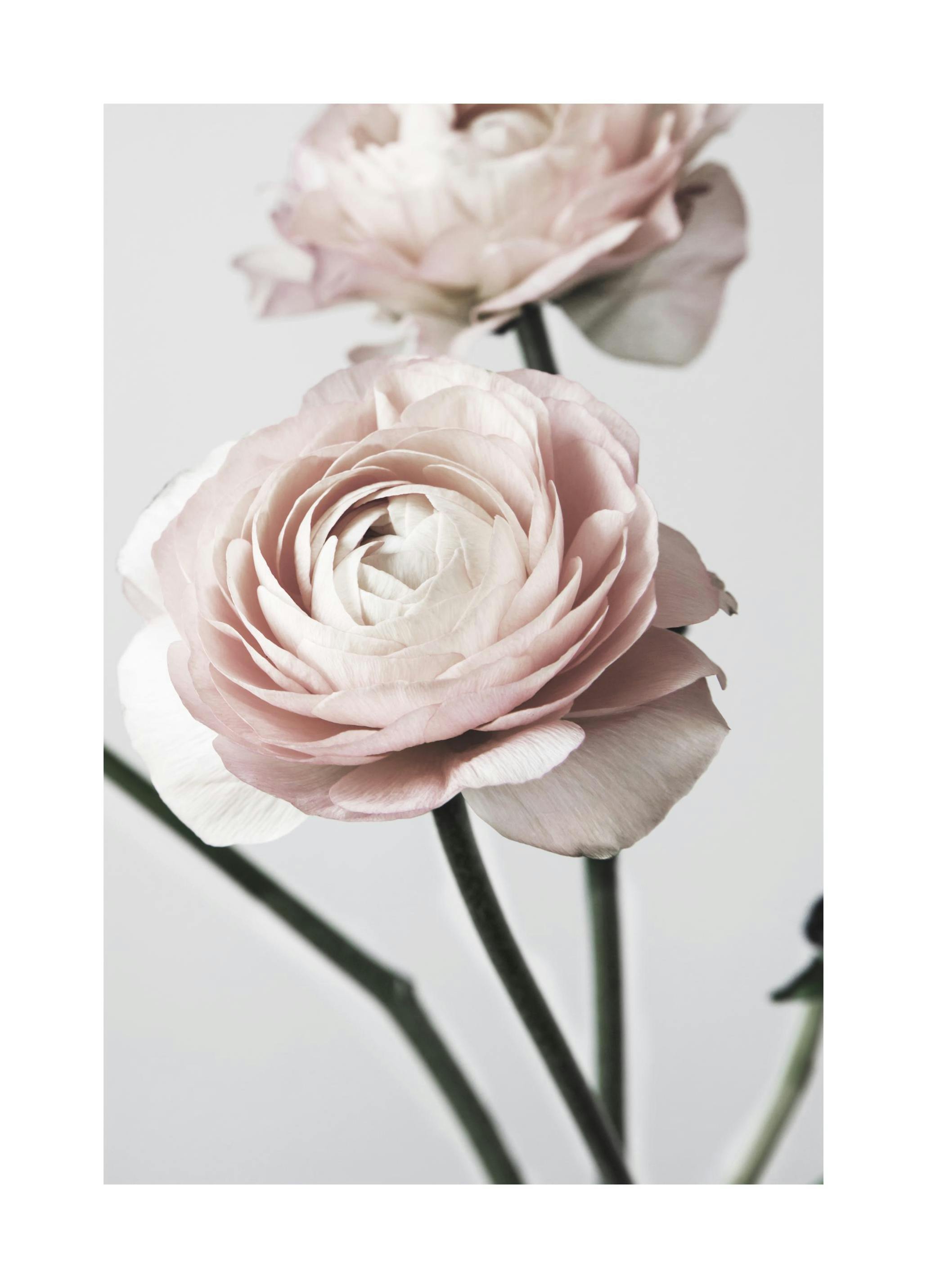 Pink Ranunculus One Plakat (50x70 cm)- Fotografia