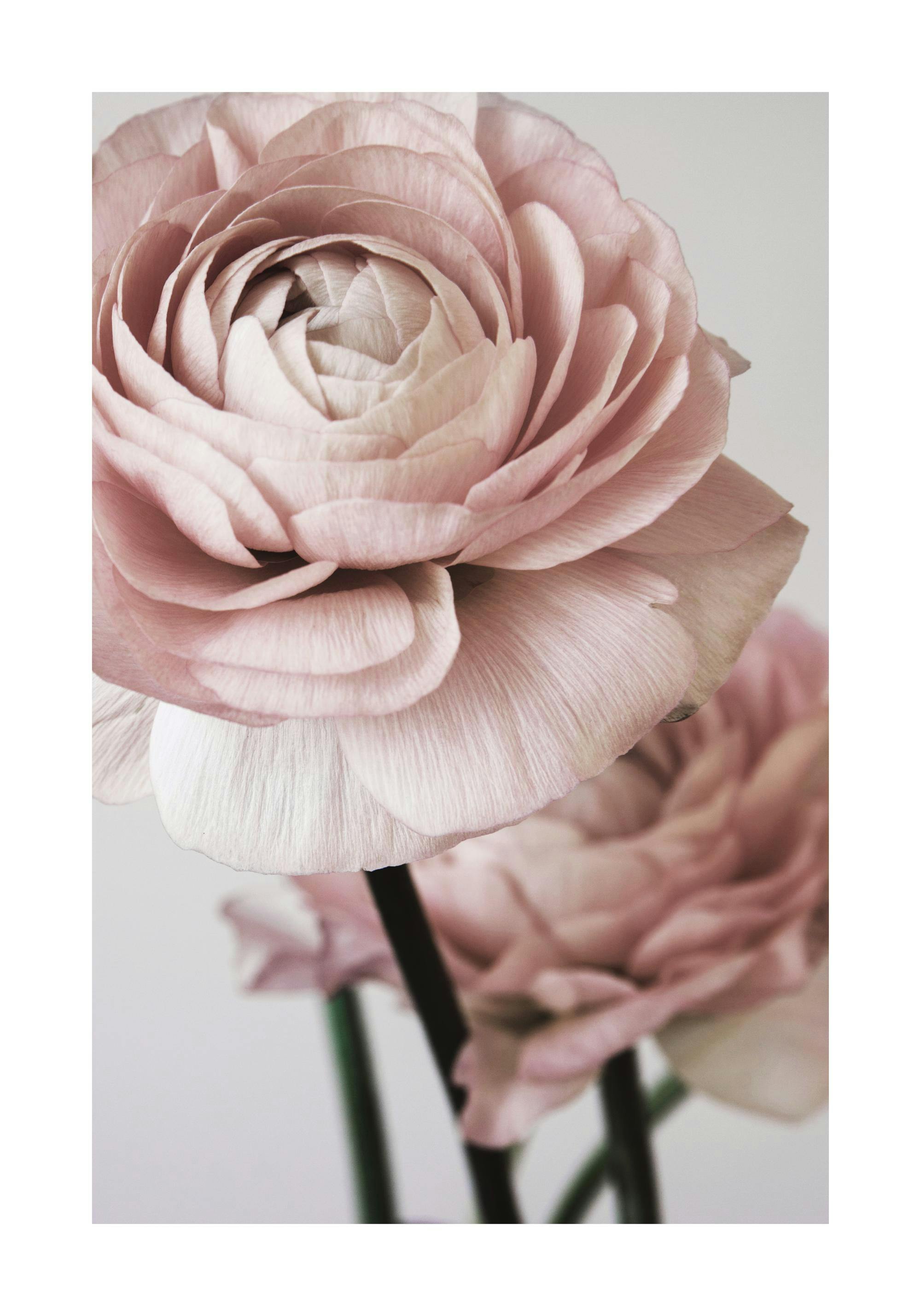 Närbild av blekrosa pioner med mjuka, lagerformade kronblad mot en ljusgrå bakgrund, elegant blomfotografi.