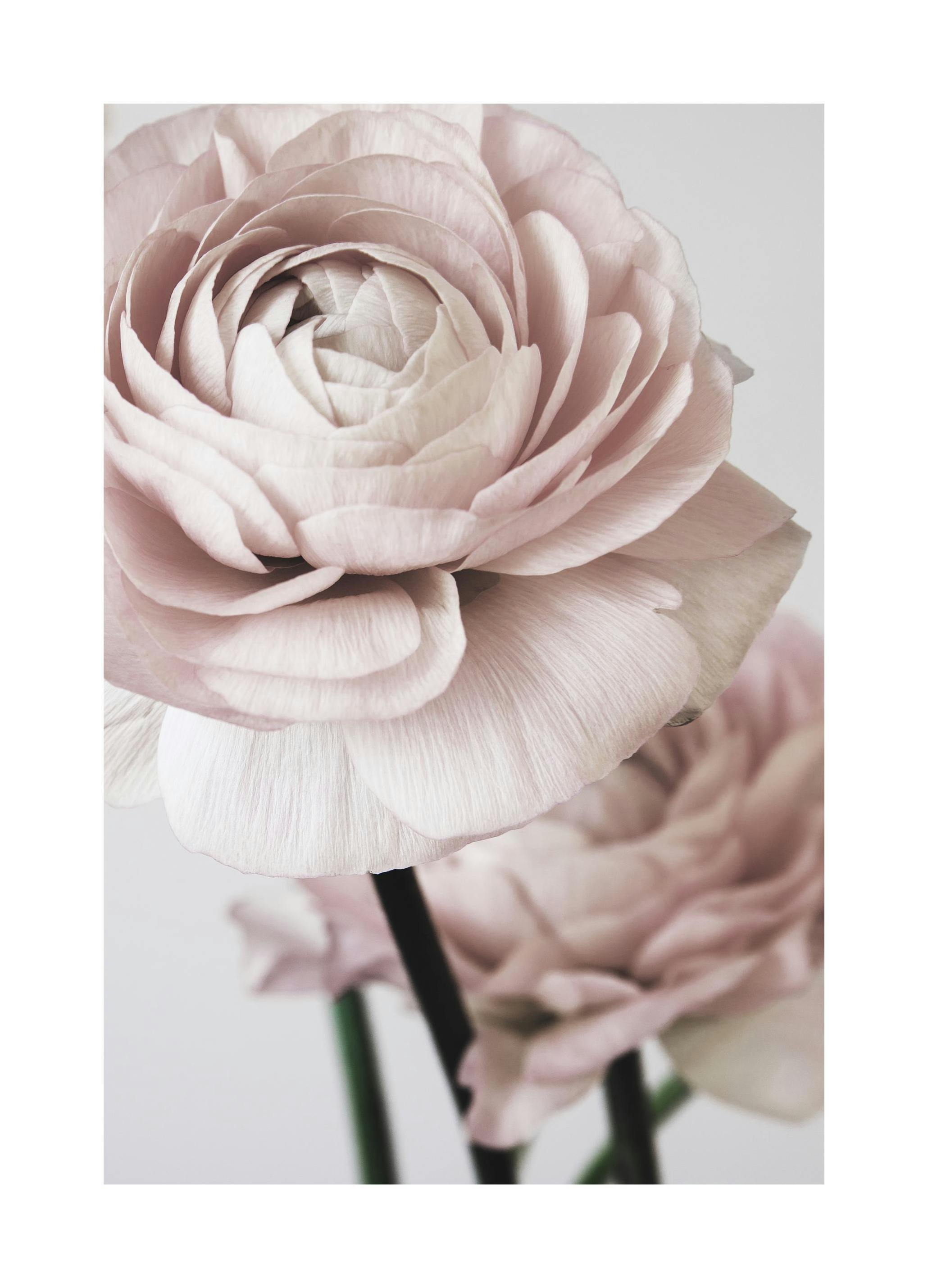 Pink Flower Dream No2 Plakat (21x30 cm)- Fotografia