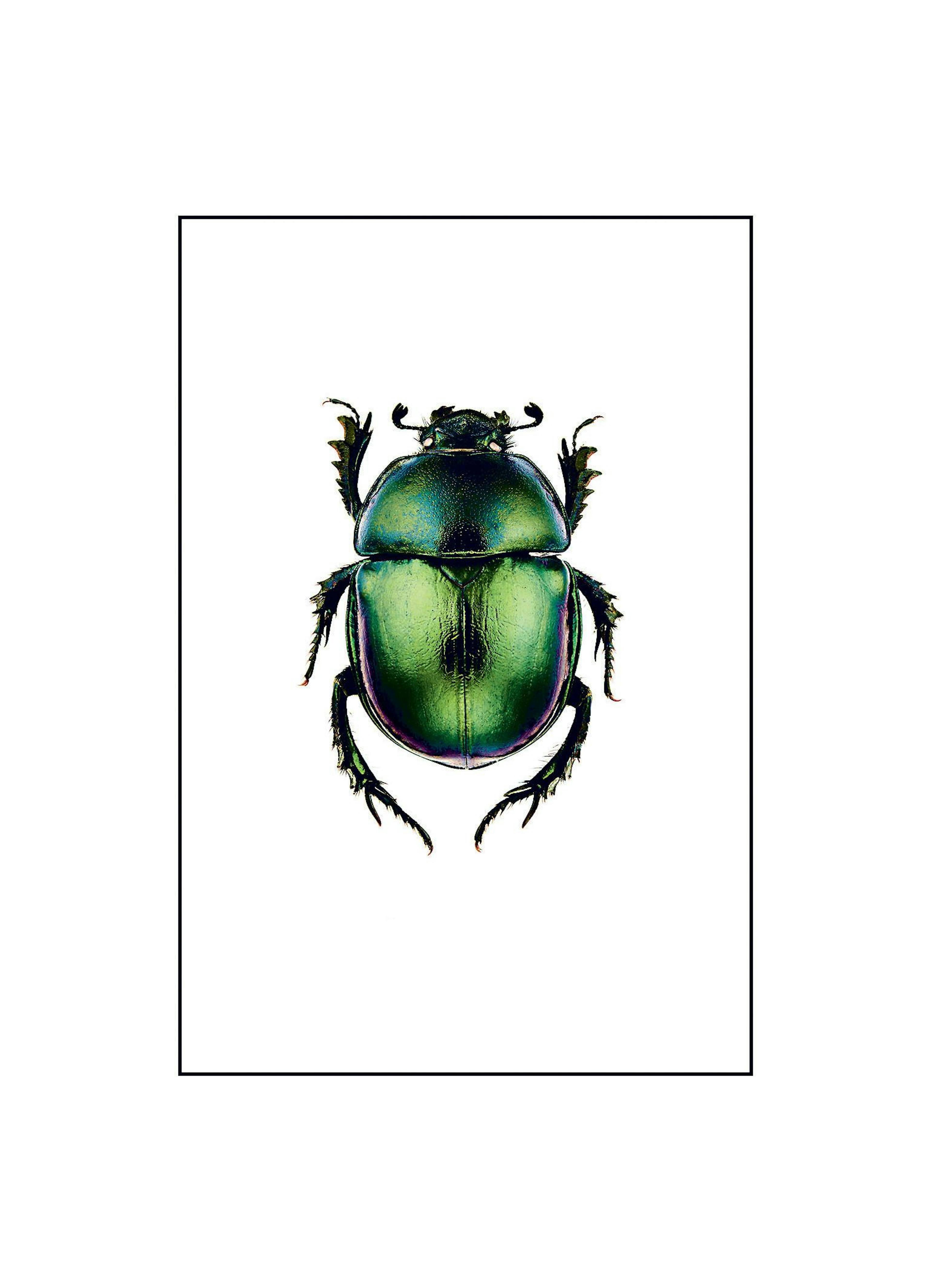 Grønn bille med metallisk glans på hvit bakgrunn. Insektplakat, naturmotiv.