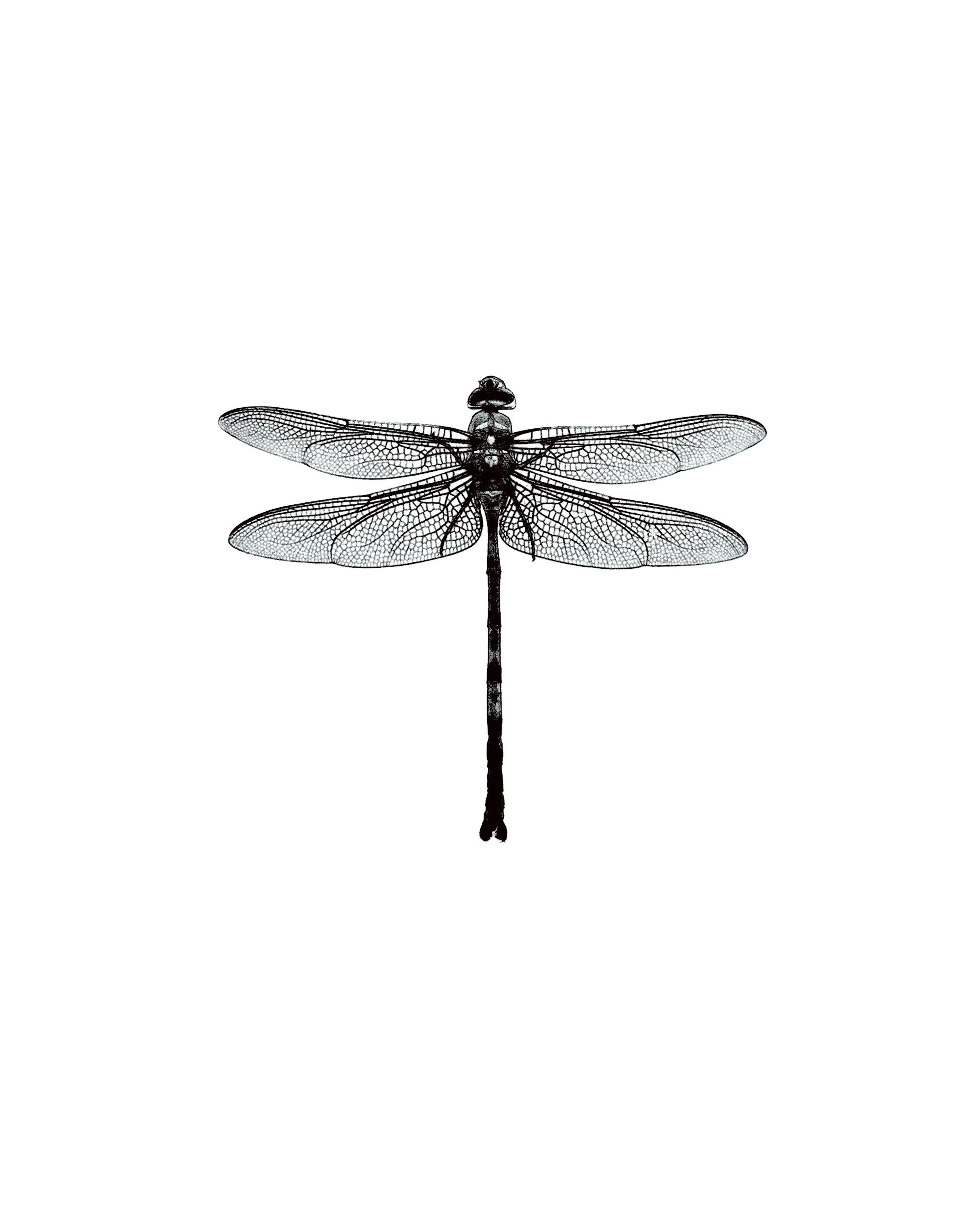 Detailed black and white dragonfly illustration with intricate wing patterns on a clean white background, ideal for stylish deco