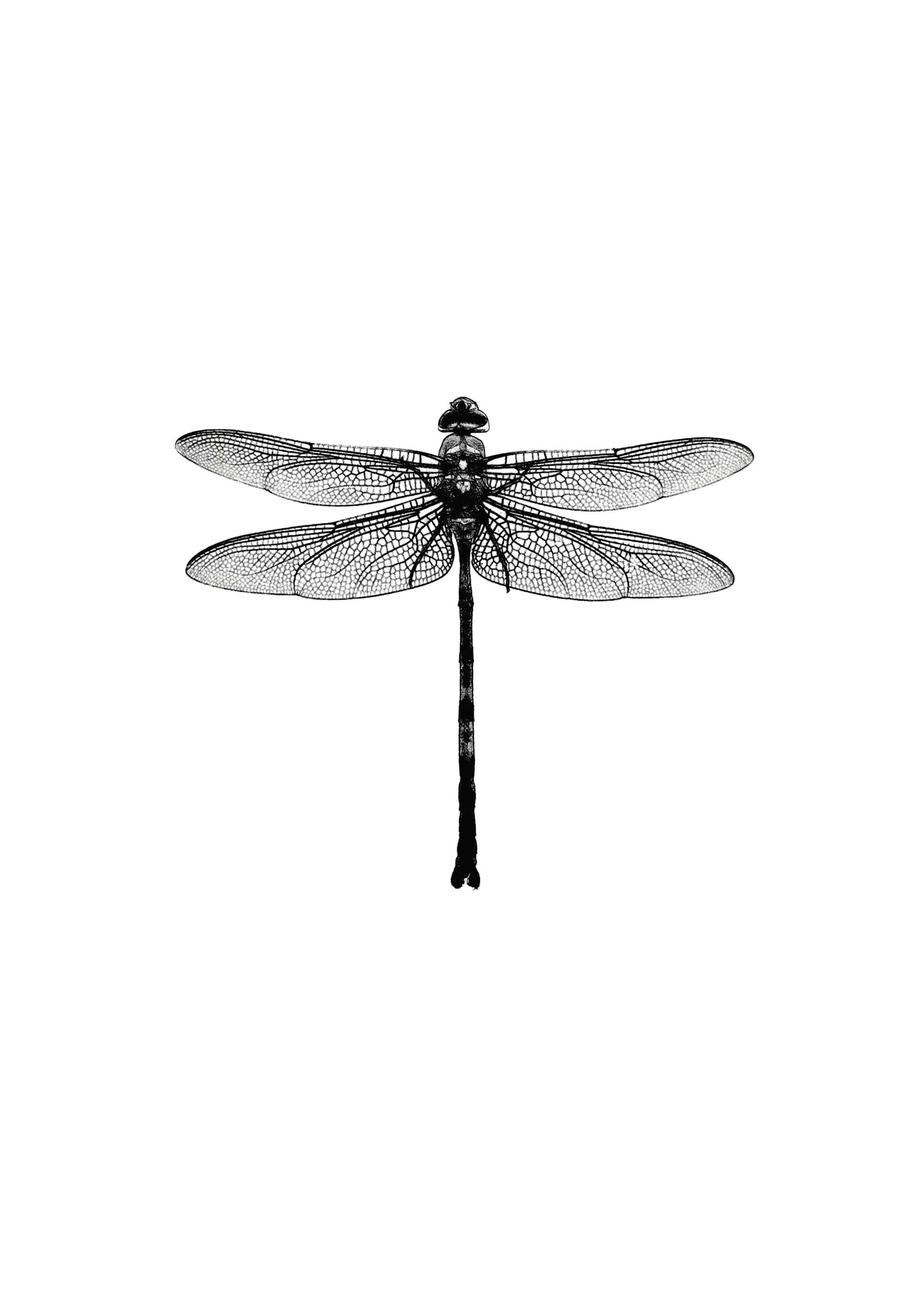 Dragonfly Black And White, Print 0