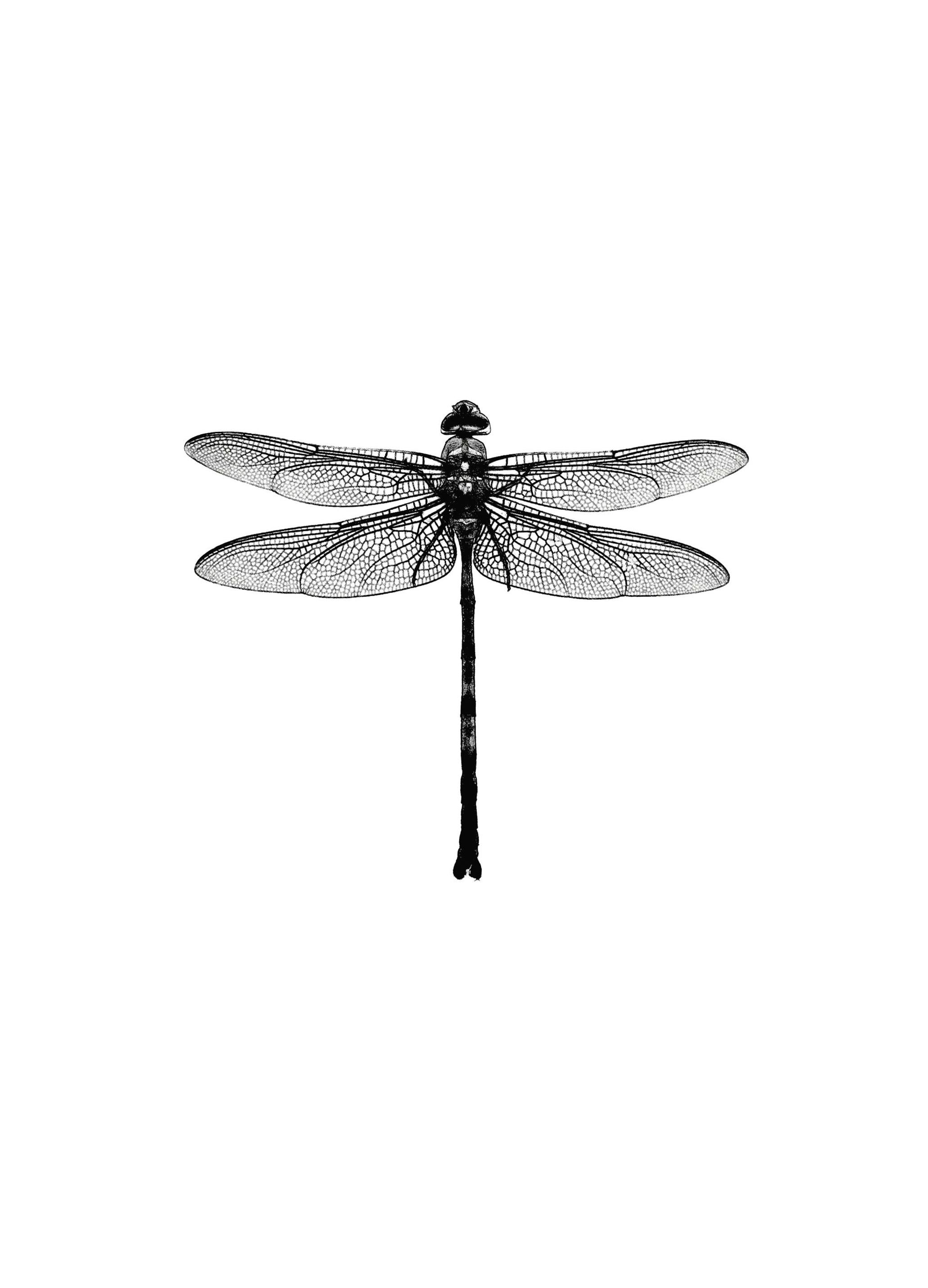 Prints - Dragonfly Black And White, Print (40x50 cm) - Black & white prints