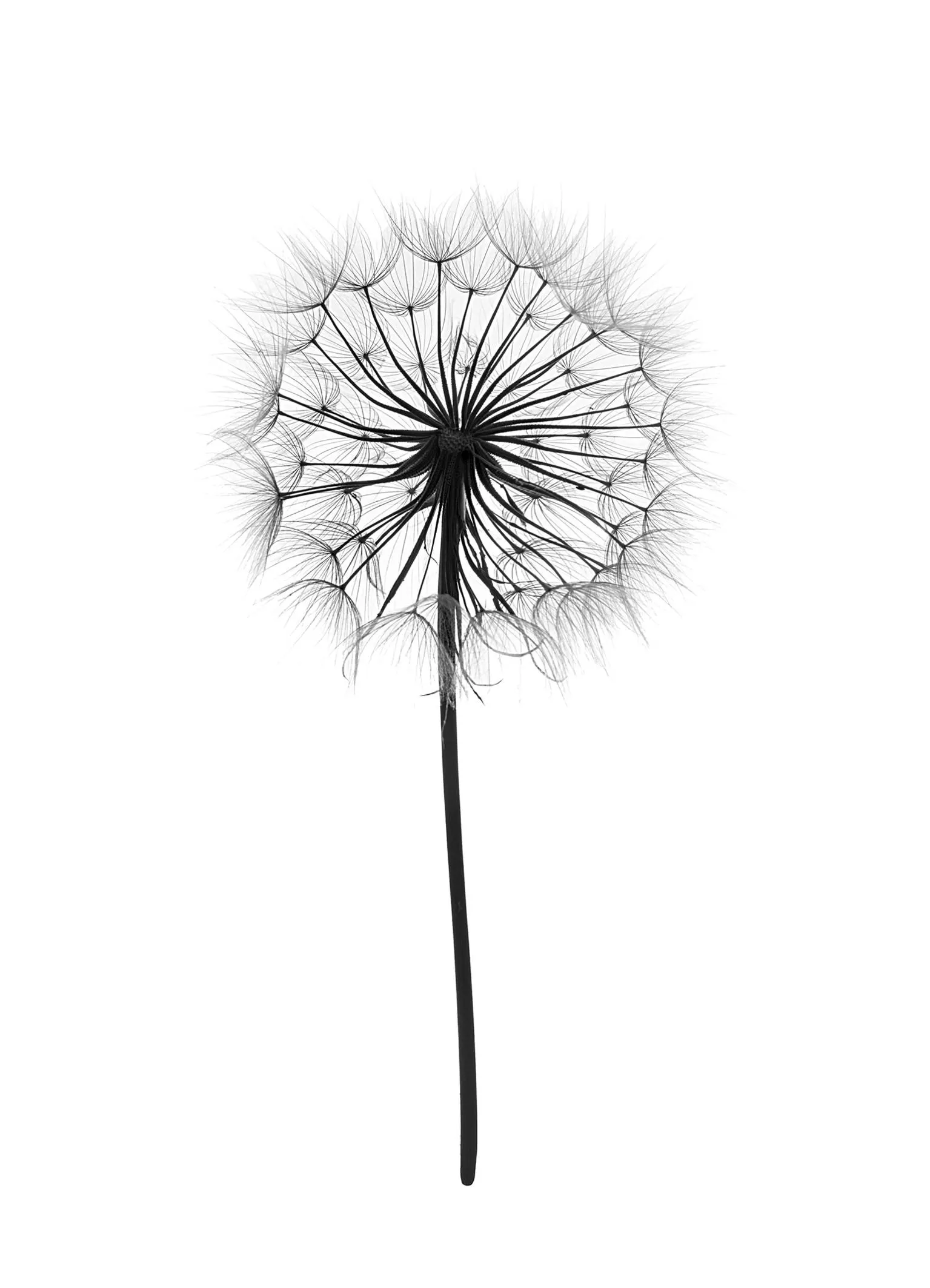Set Of 3 Dandelion Black & White Floral Art Prints – Minimalist Wall Decor, 210gsm Matte Paper