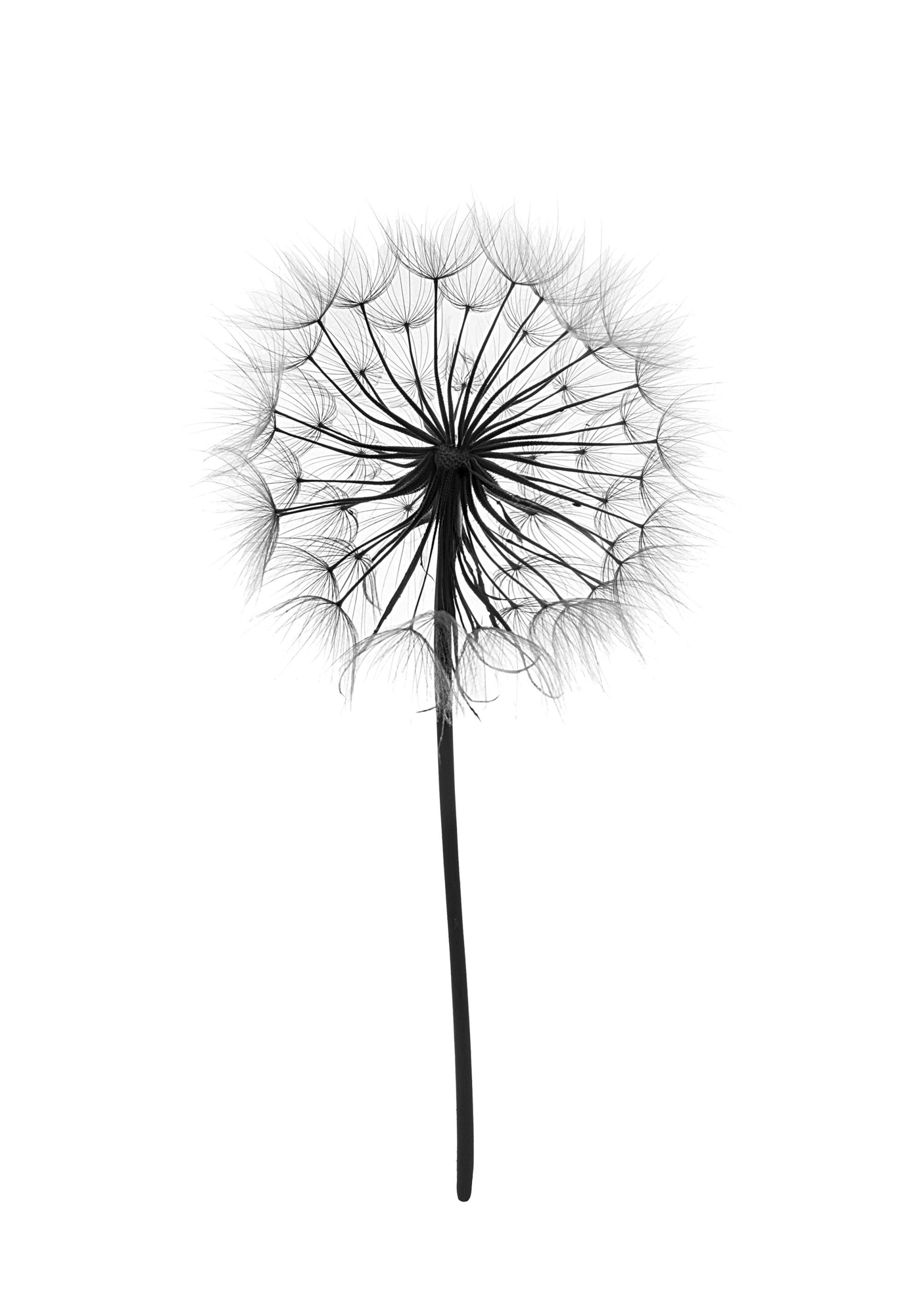 Zwart-wit poster van een paardenbloem met fijne zaadpluizen tegen een witte achtergrond, botanische afbeelding.