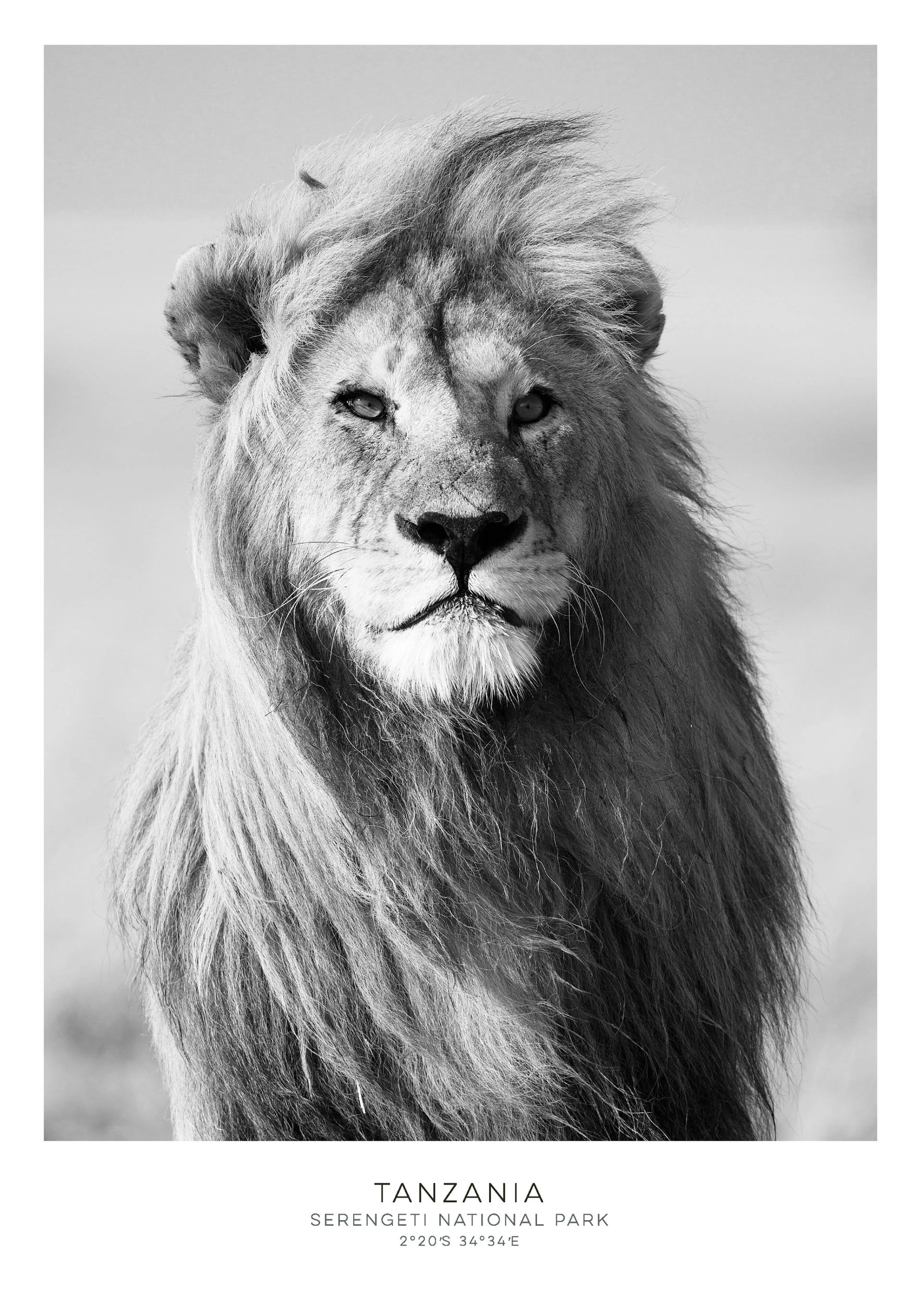 Black and white photograph of a majestic lion with a full mane, looking directly ahead, from Tanzania.
