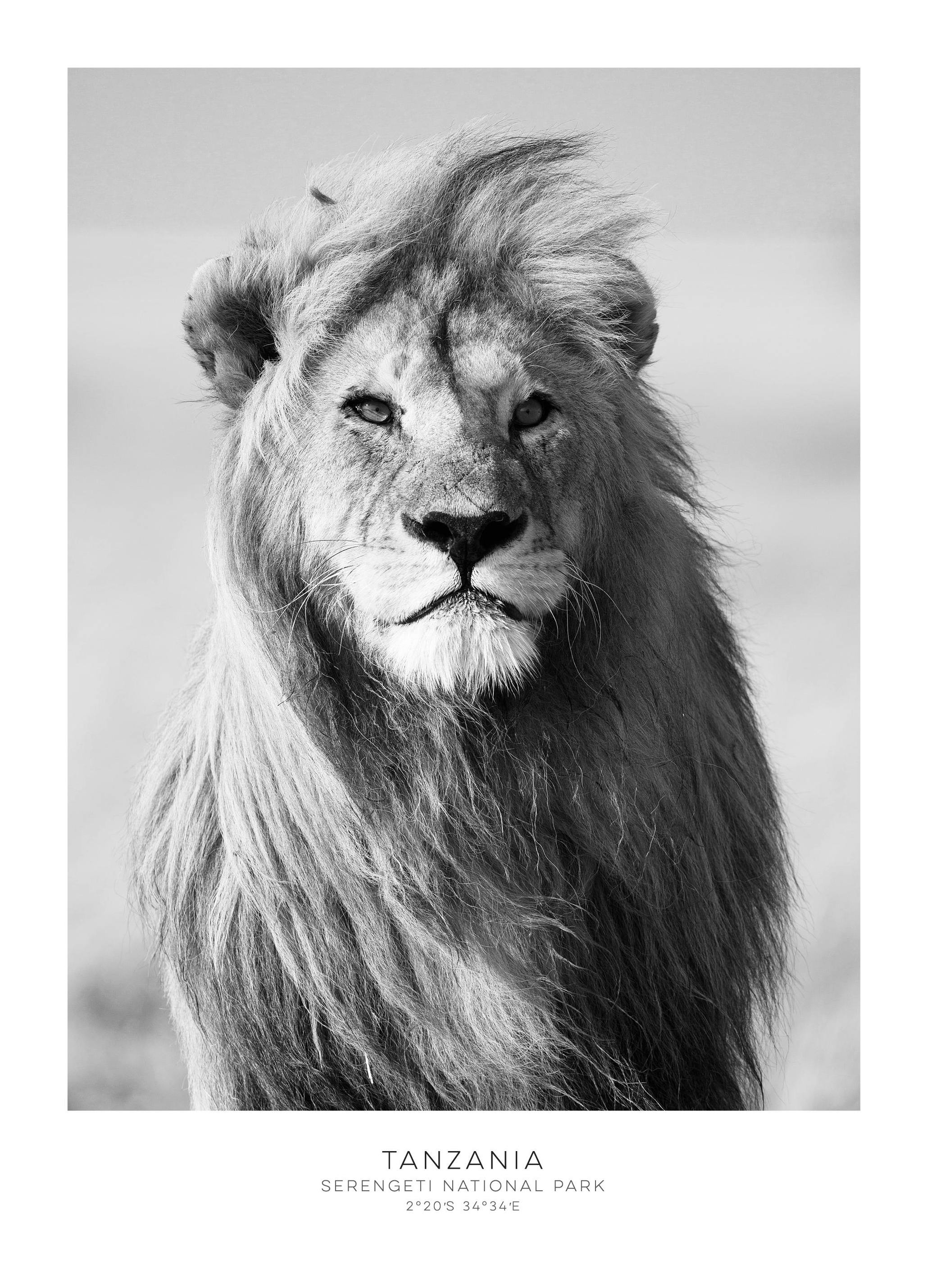 Lion, Posters (70x100 cm) - Zwart wit posters