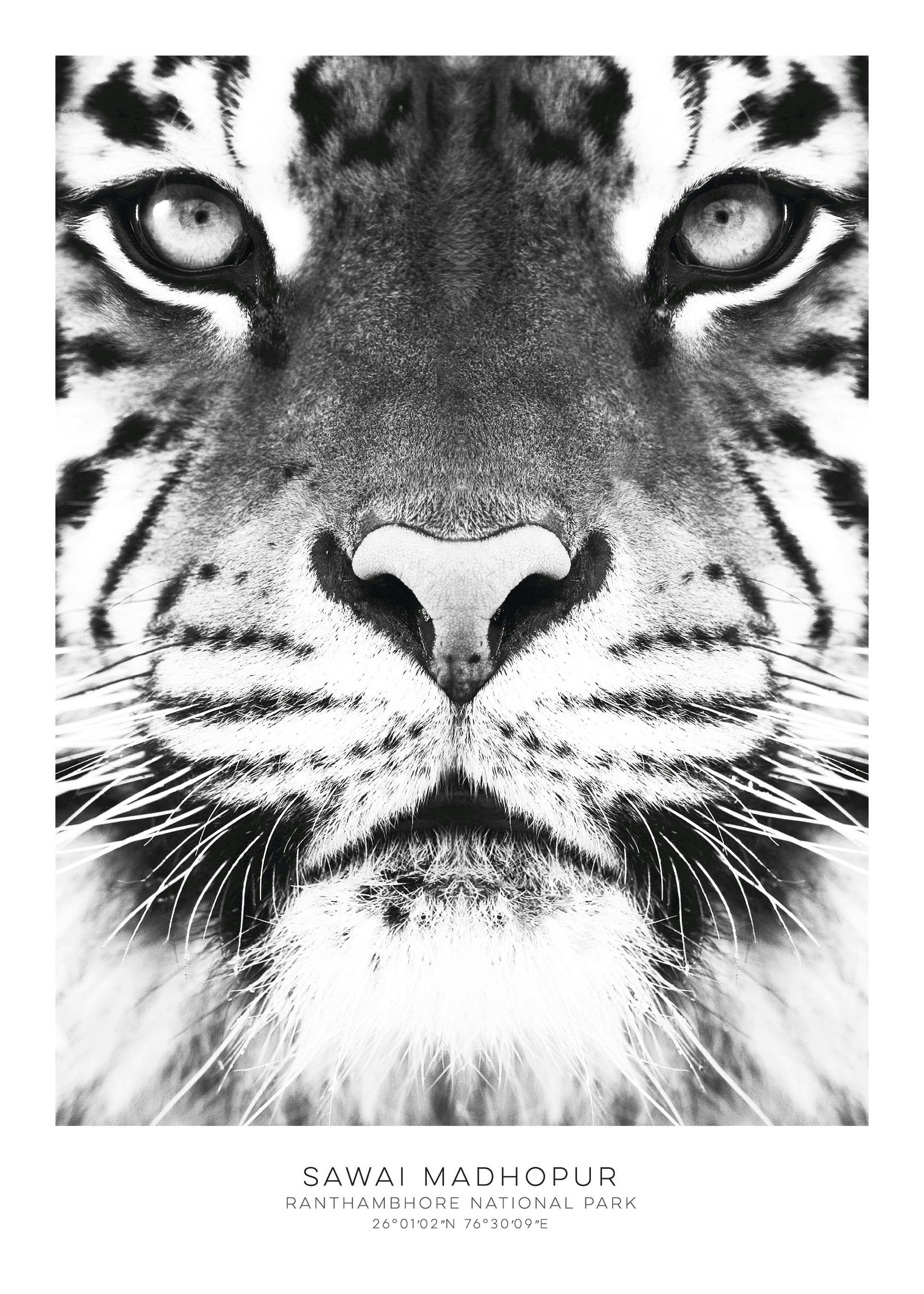 Affiche noir et blanc du visage dun tigre, mettant en avant ses yeux et son nez. Typographie Sawai Madhopur en bas.