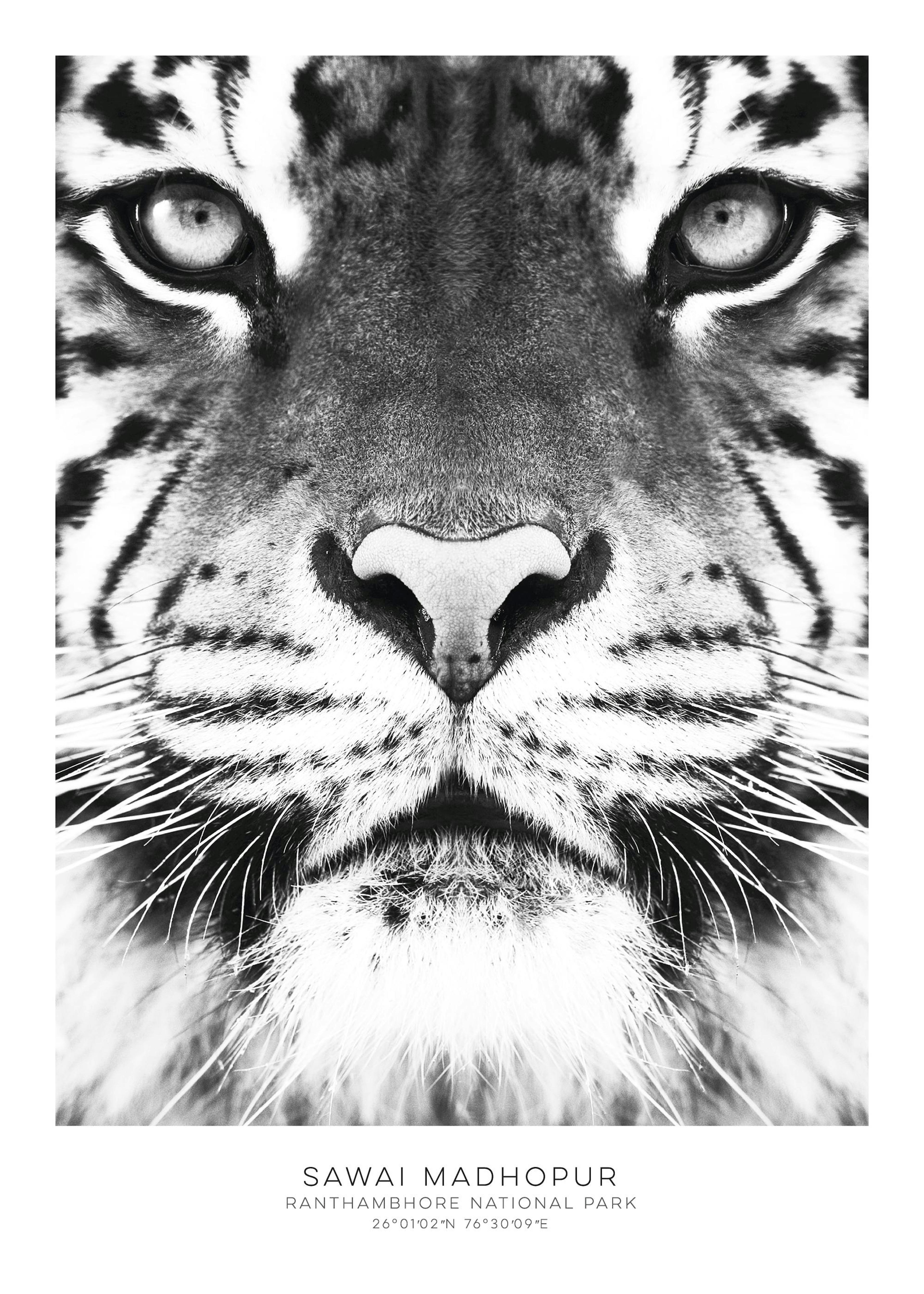 Tiger, Plakat 0