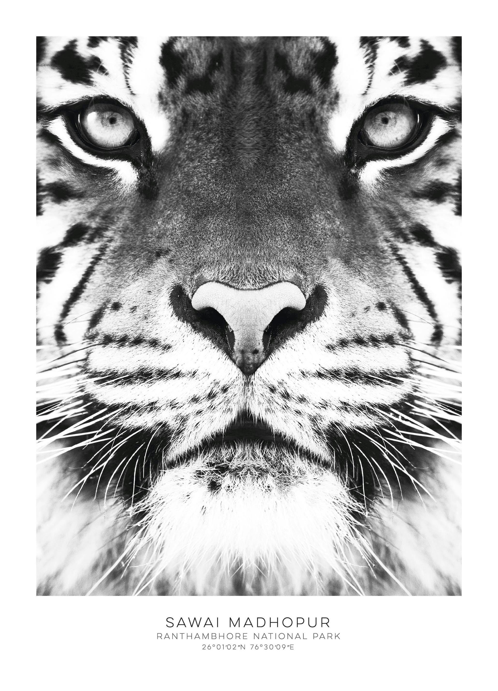 Tiger, Posters (50x70 cm) - Zwart wit posters