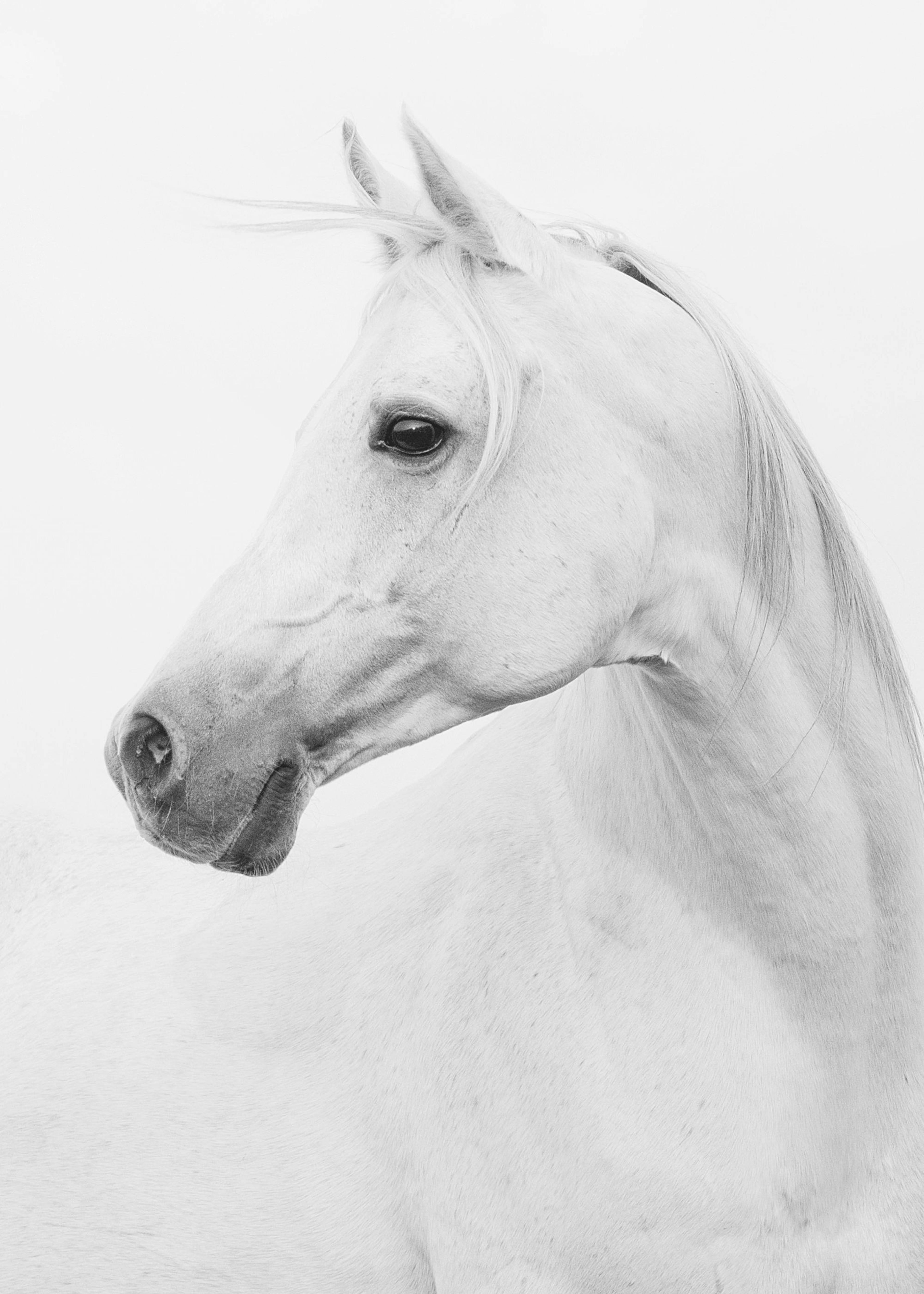 Horse, Posters 0