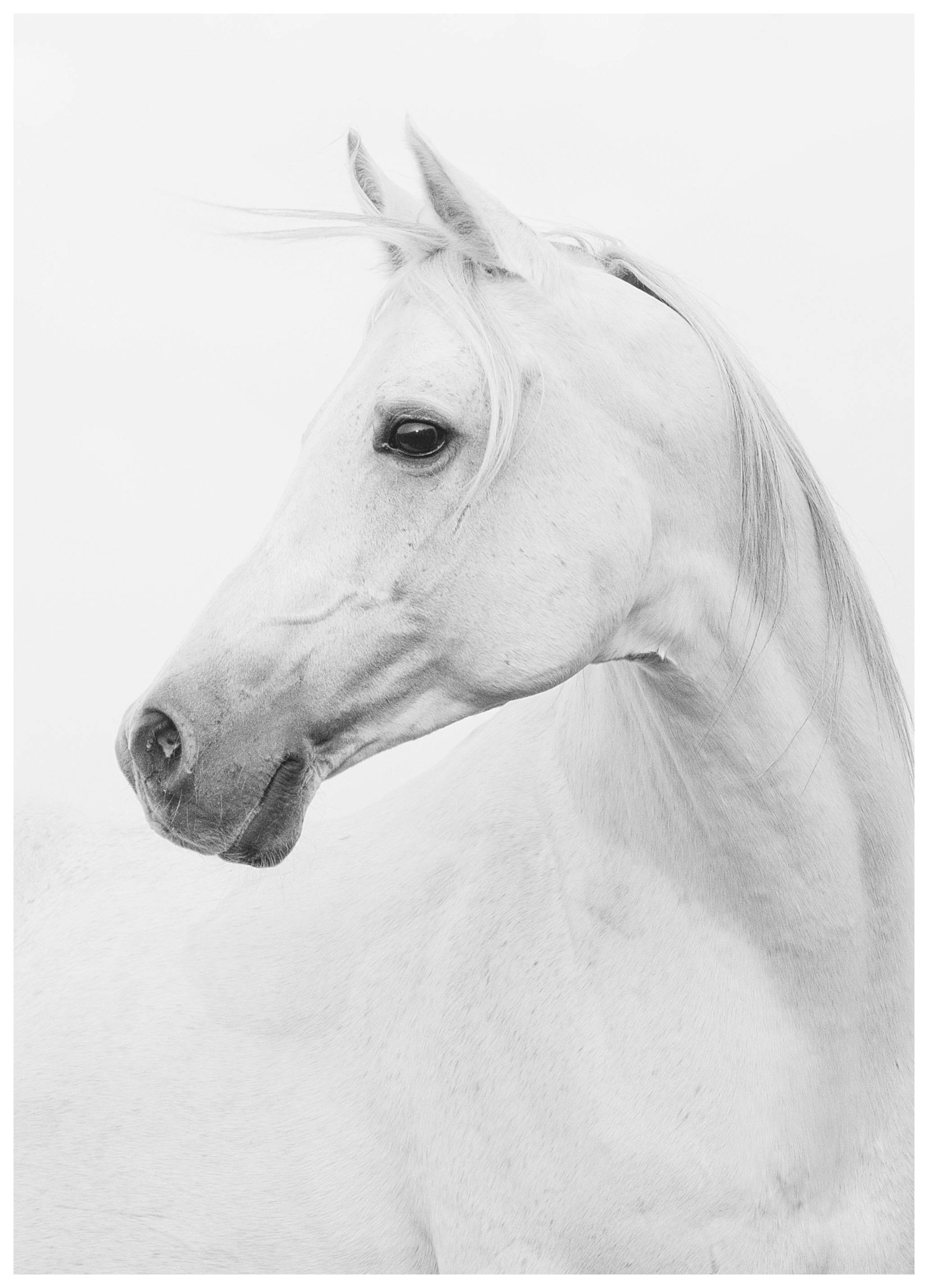 Horse, Posters (30x40 cm) - Zwart wit posters