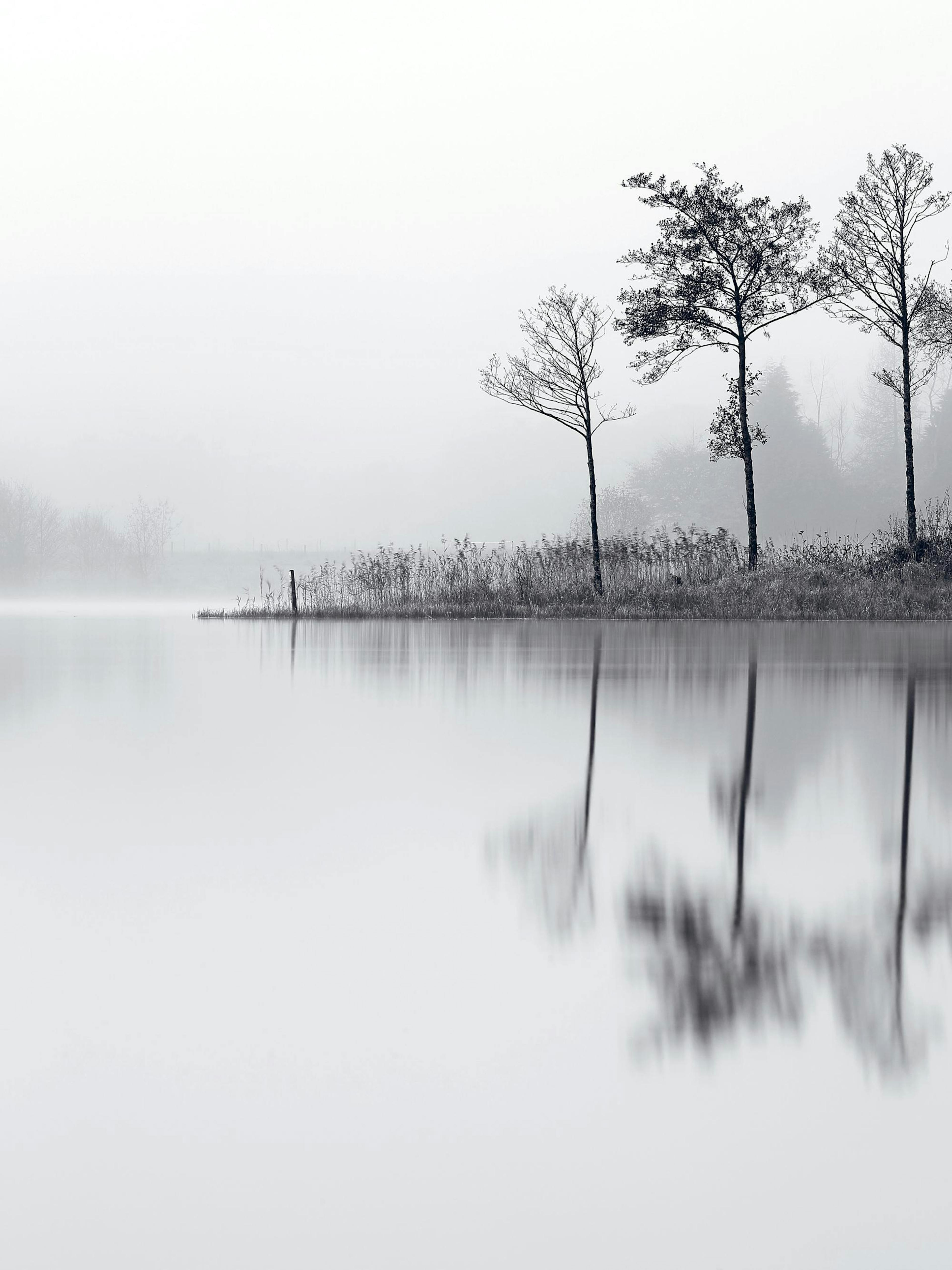 Black and white nature print of a lake with trees and their reflections on the water, ideal as a poster.